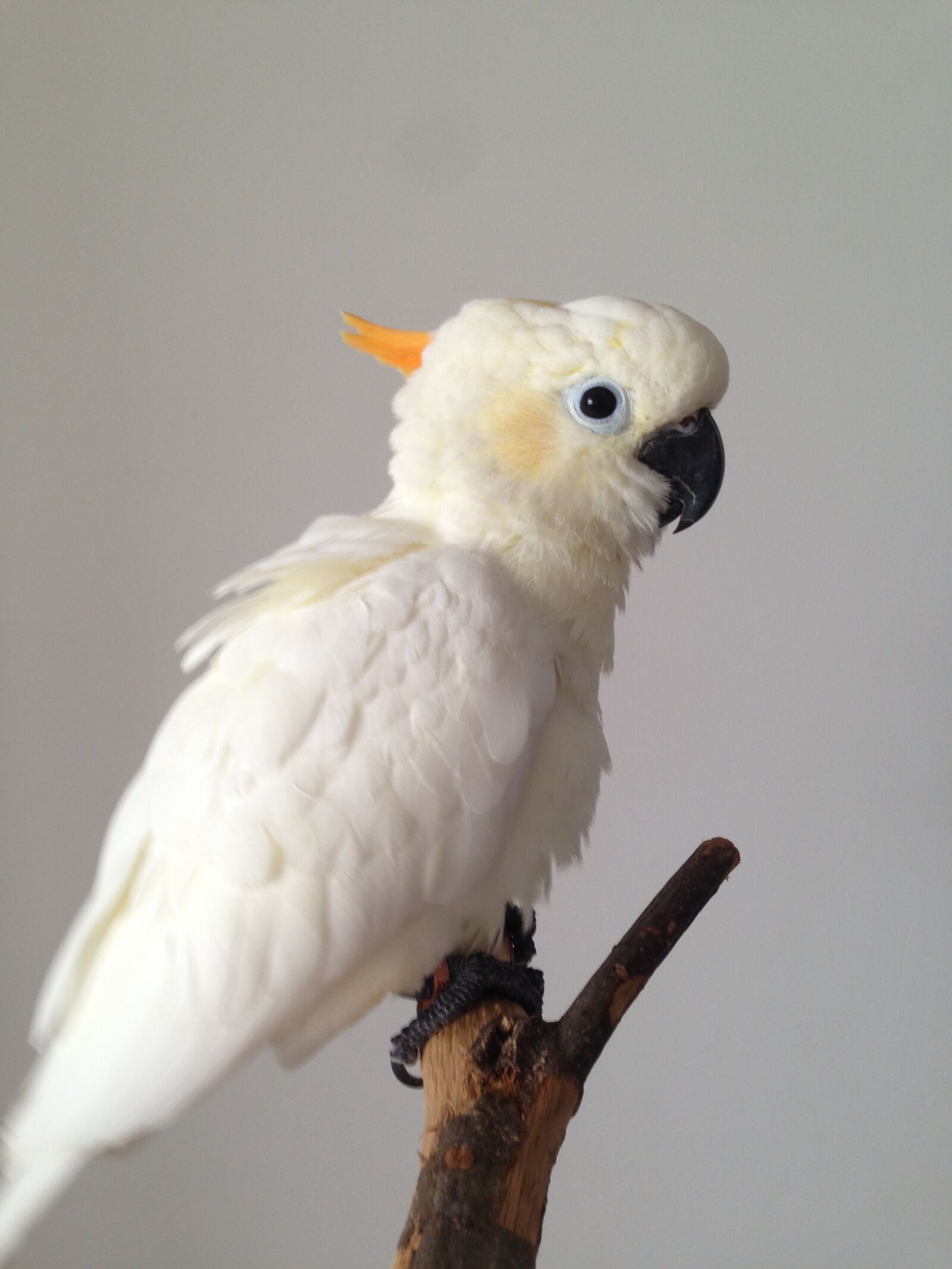 iPhone 5 back camera 4.12mm f/2.4 sample photo. Parrot, sunflower parrot, sunflower photography