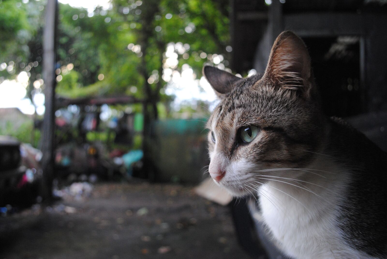 Nikon D3000 sample photo. Cat, animal, nikon photography