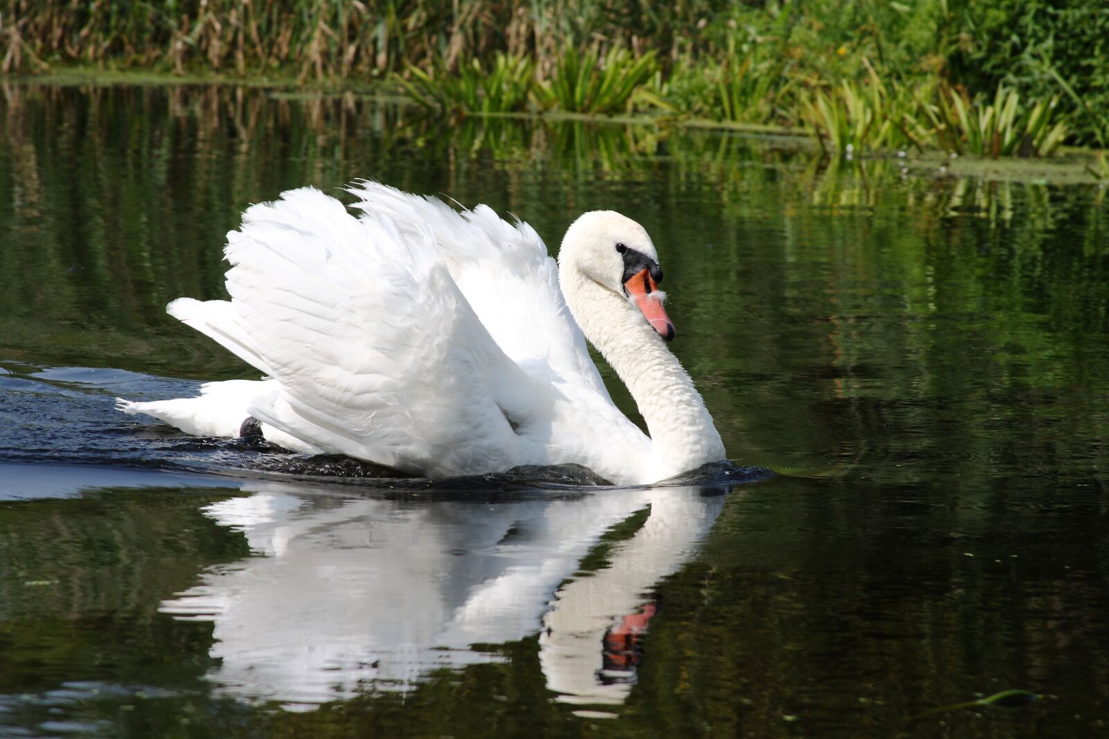 Canon EOS 450D (EOS Rebel XSi / EOS Kiss X2) sample photo. Swan, lake, white photography