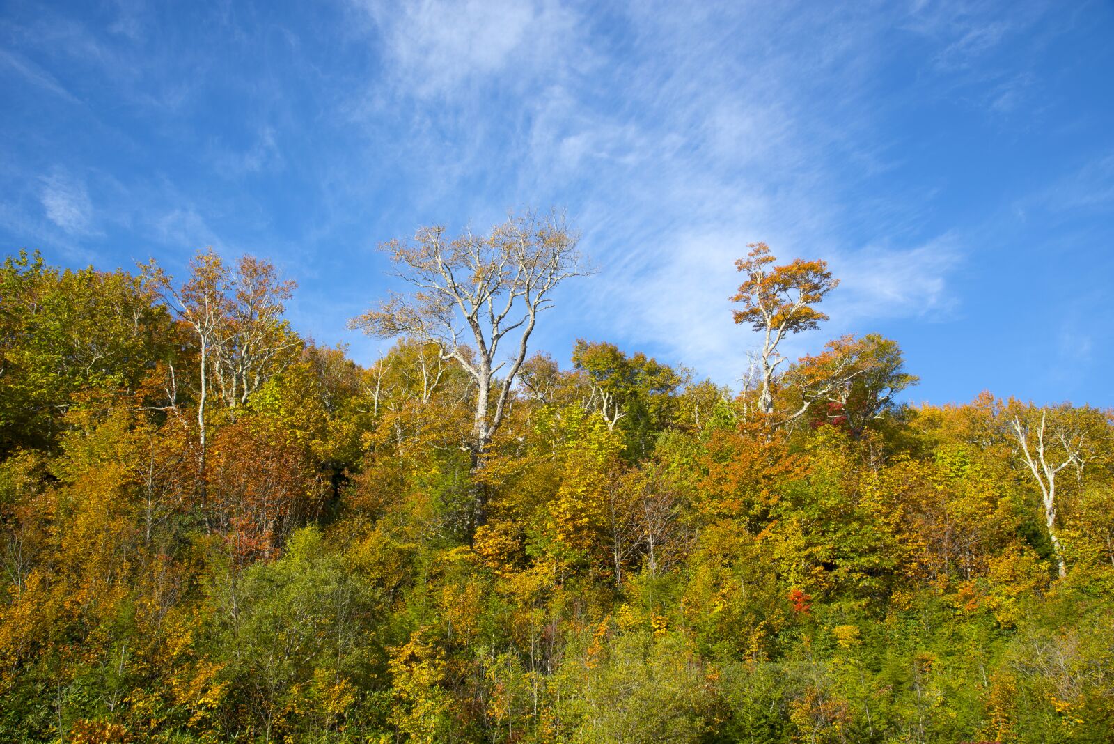 Nikon D610 sample photo. Autumn, fall leaves, season photography