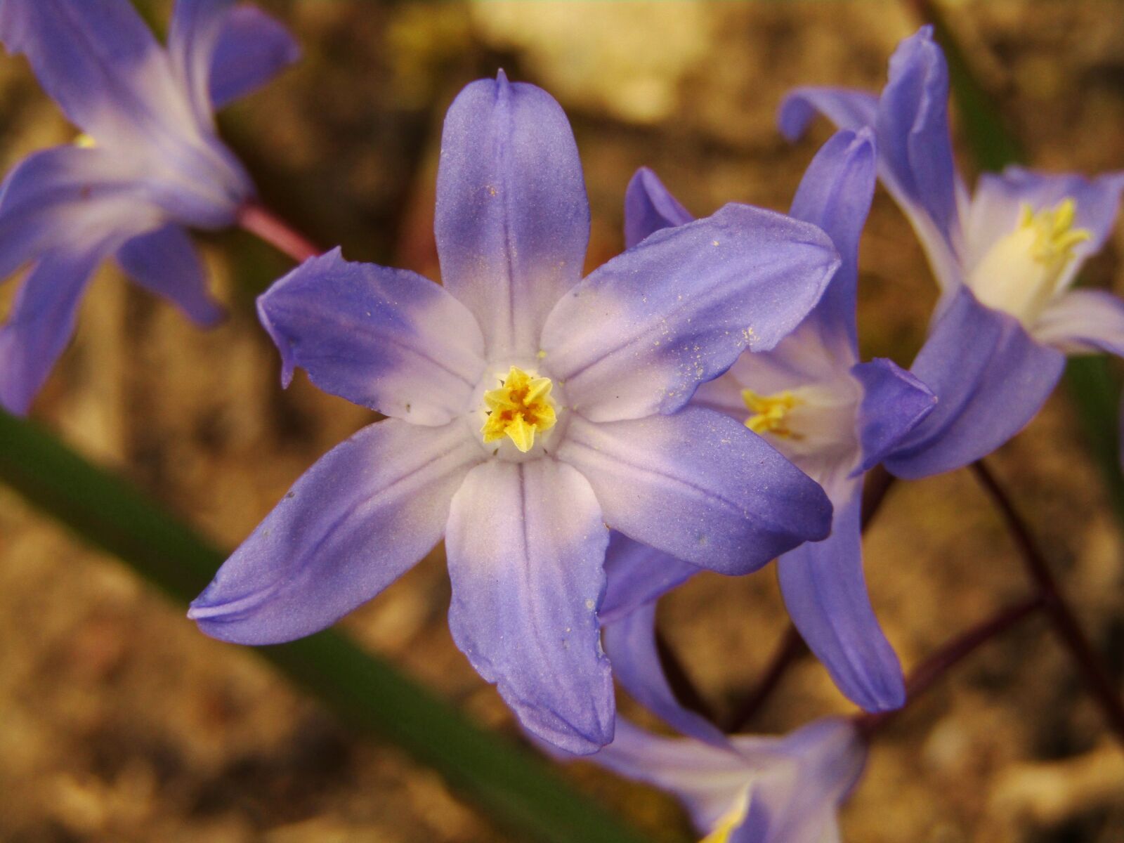 Canon POWERSHOT SX432 IS sample photo. Spring, star, blue photography