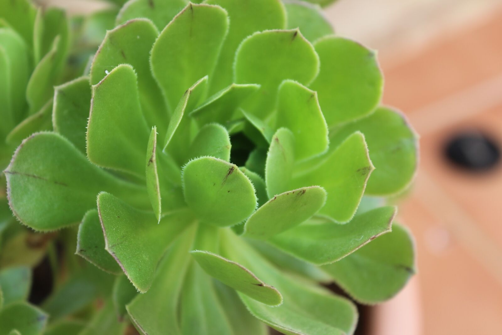Canon EOS 1200D (EOS Rebel T5 / EOS Kiss X70 / EOS Hi) sample photo. Plant, leaf, nature photography