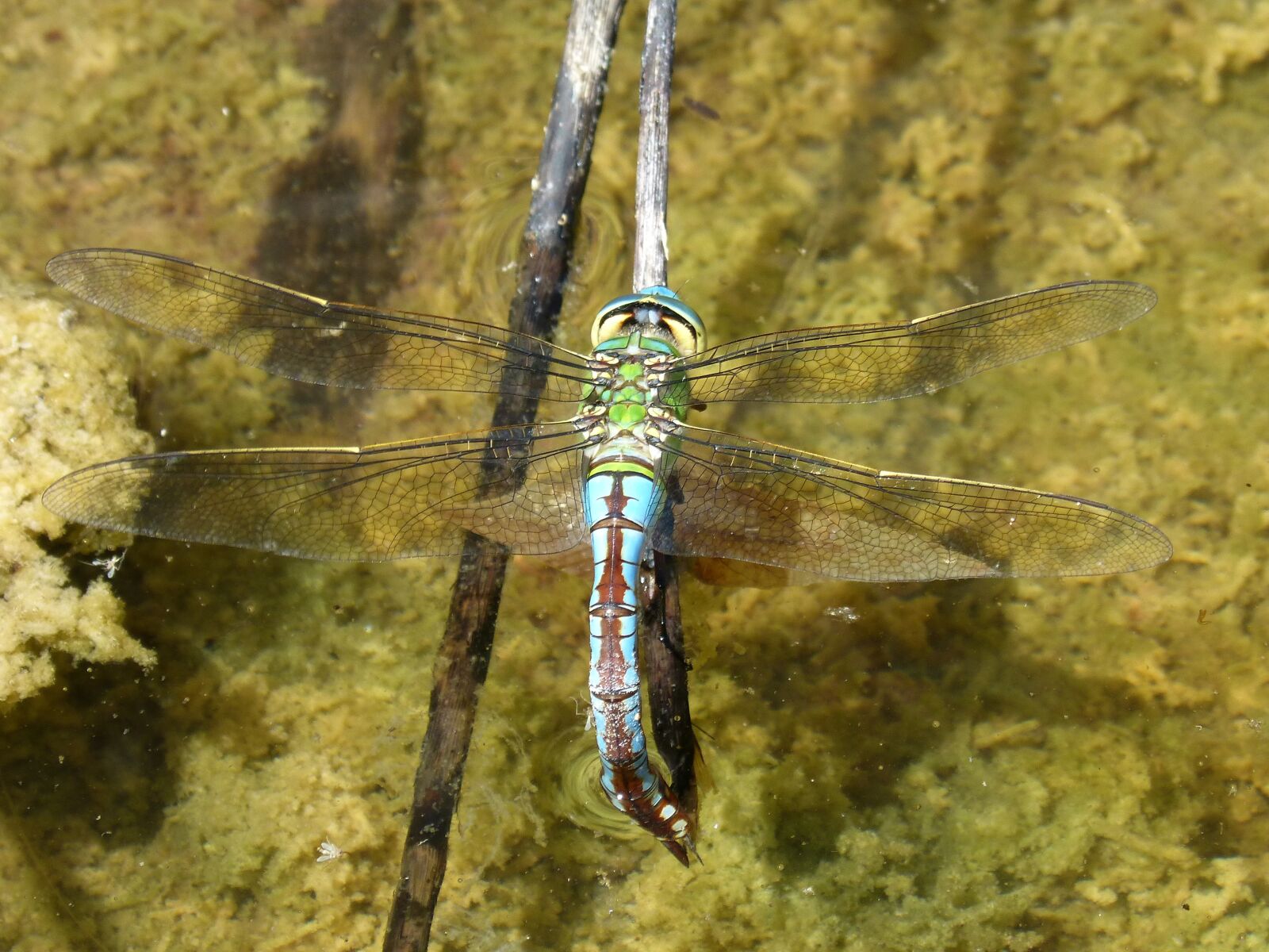 Panasonic DMC-FZ62 sample photo. Dragonfly, aeshna cyanea, wet photography