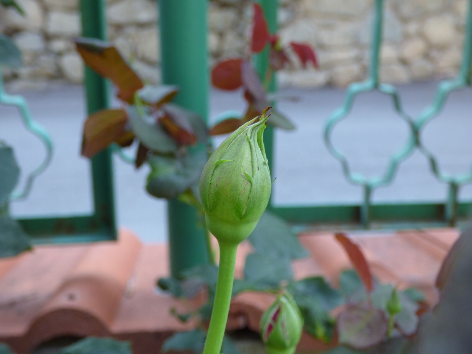 Panasonic DMC-FZ72 sample photo. Rose, bud, garden photography