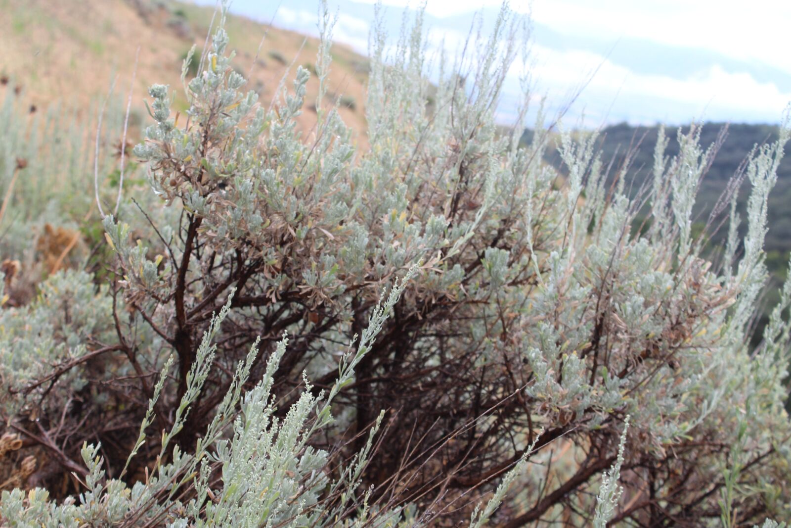 Canon EOS 1300D (EOS Rebel T6 / EOS Kiss X80) sample photo. Sagebrush, mountain, trail photography