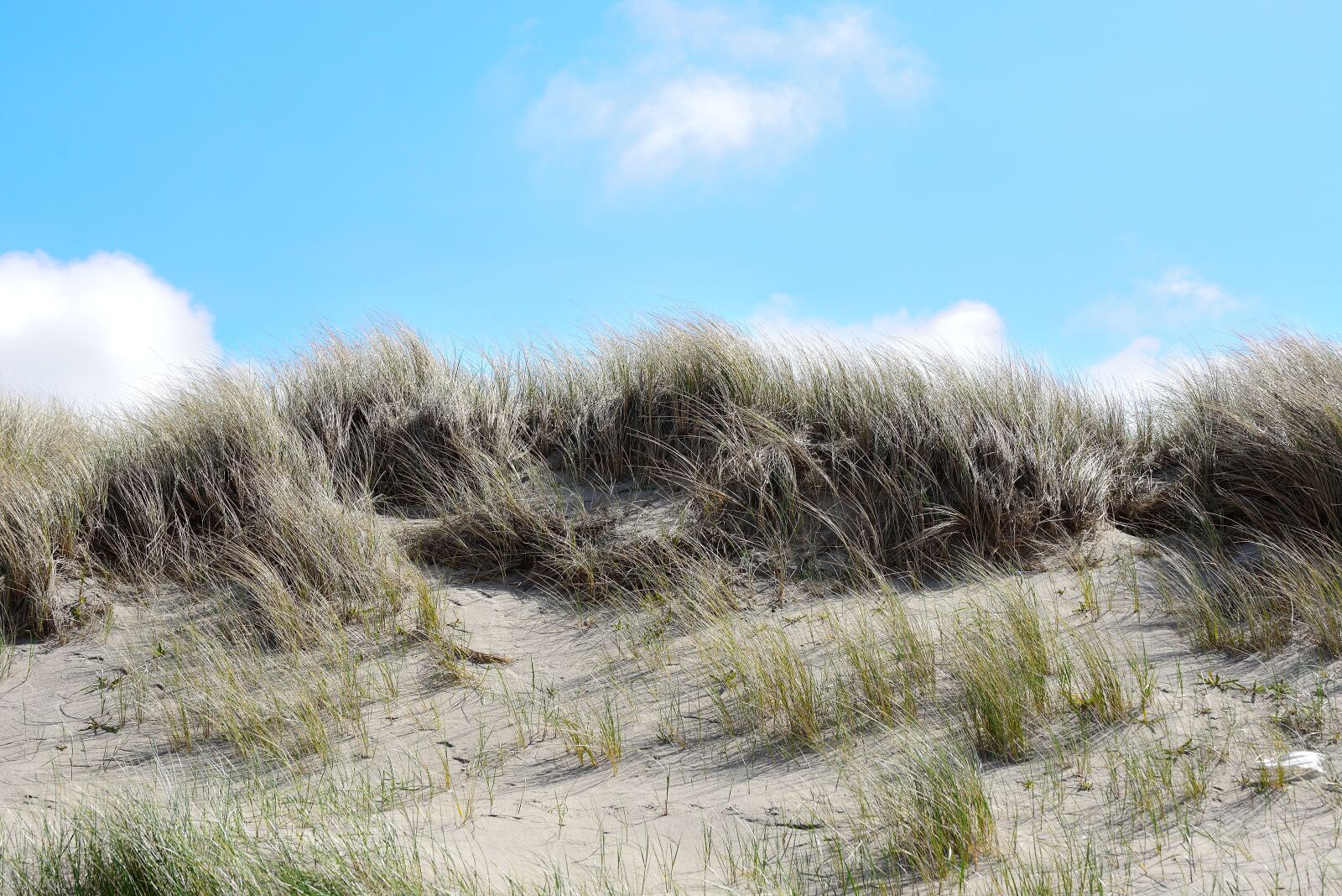 Nikon D610 sample photo. Dunes, sand, dune grass photography
