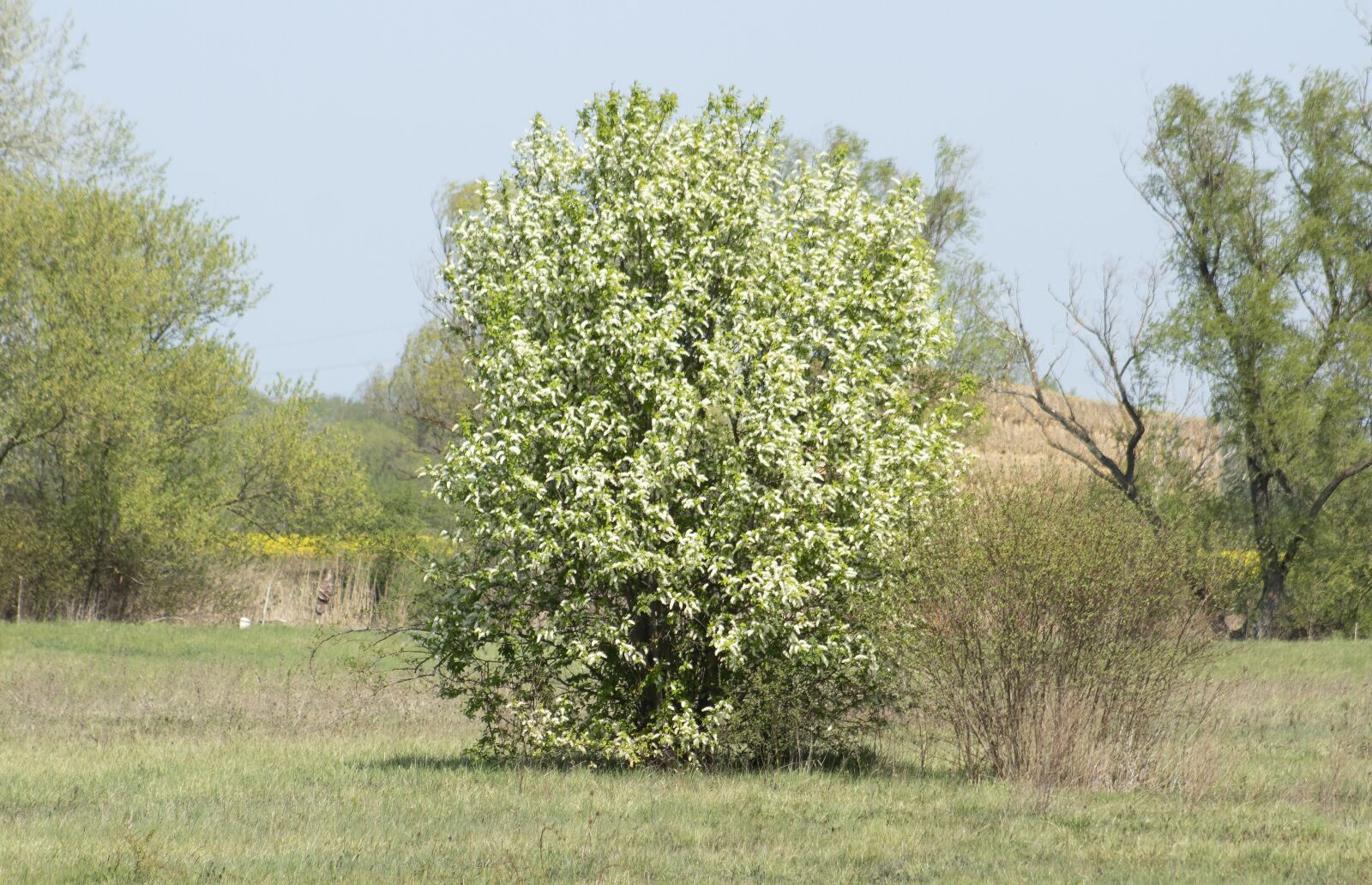 Canon EF75-300mm f/4-5.6 sample photo. Zselnice cherry, maypole, bush photography
