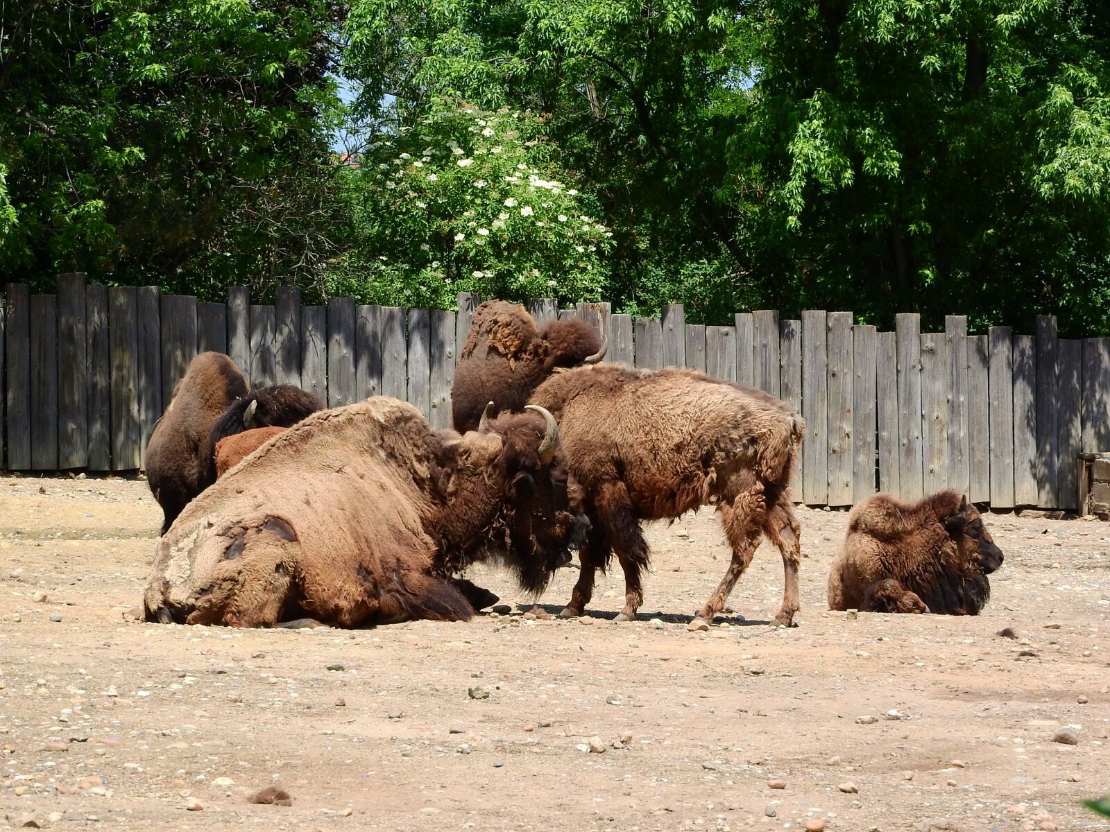Nikon Coolpix P610 sample photo. Bison, bison bison, north photography