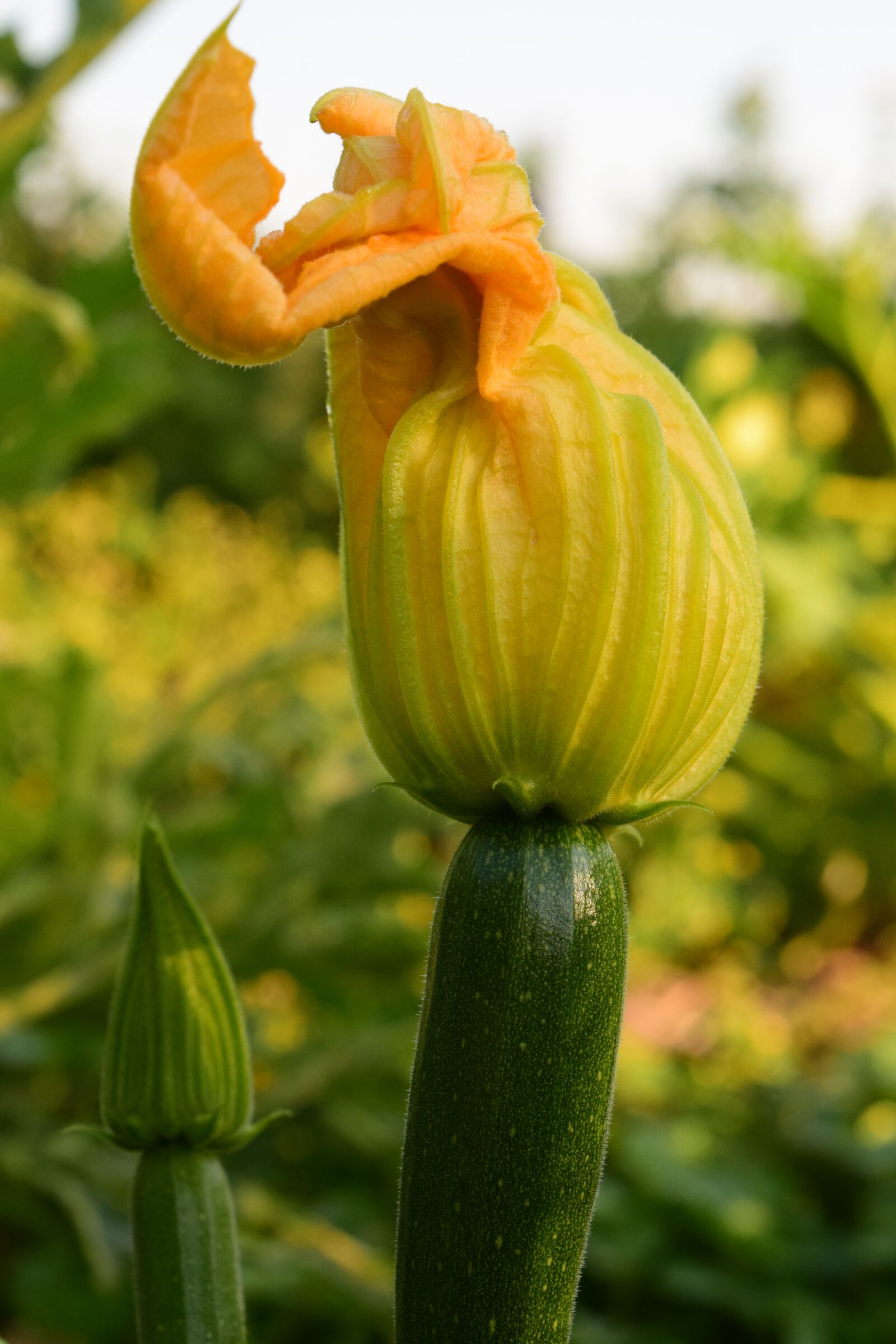 Nikon D3300 sample photo. Zucchini, plant, food photography