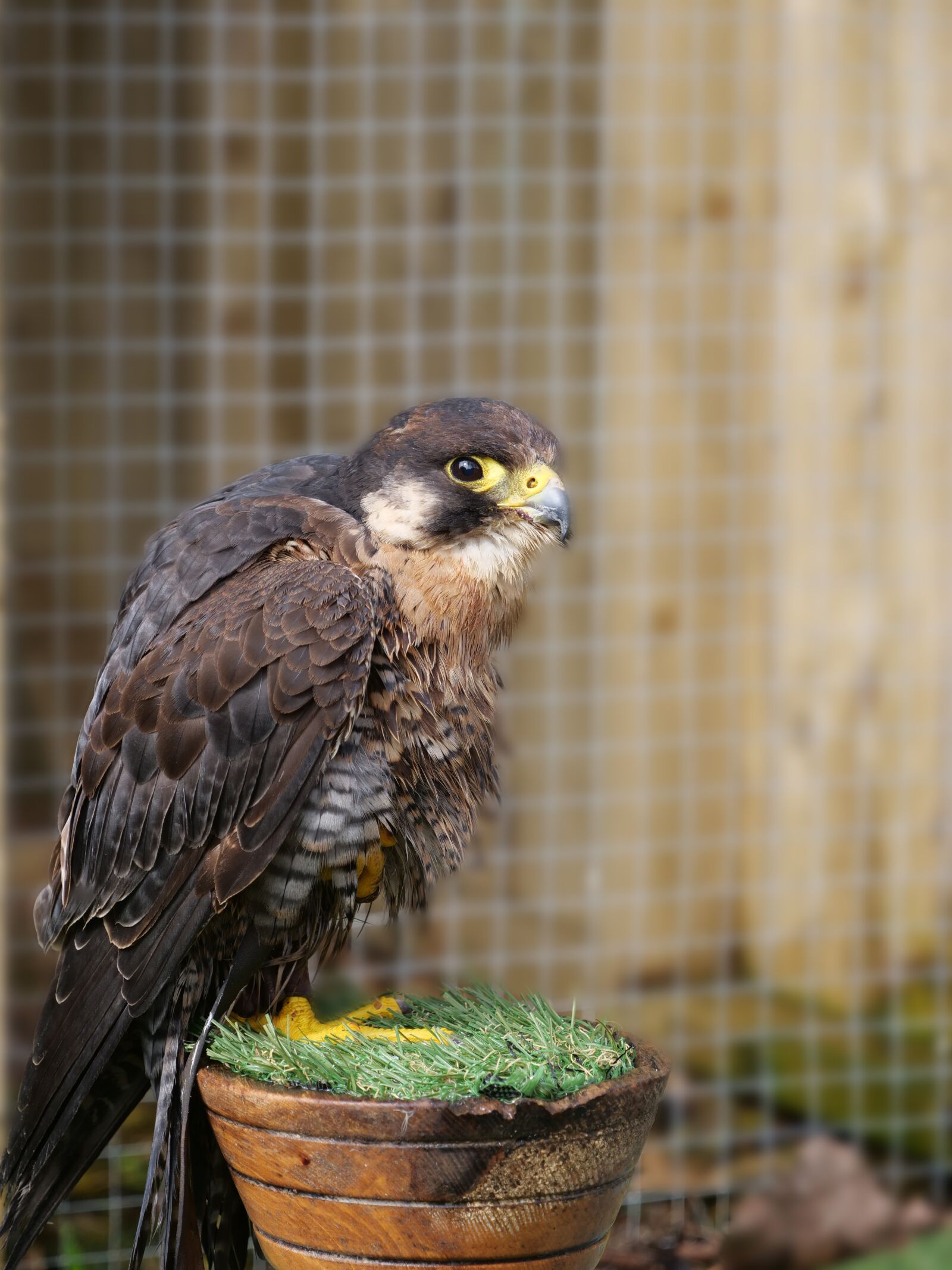 Panasonic Lumix DC-G9 sample photo. Peregrine falcon, falcon, bird photography