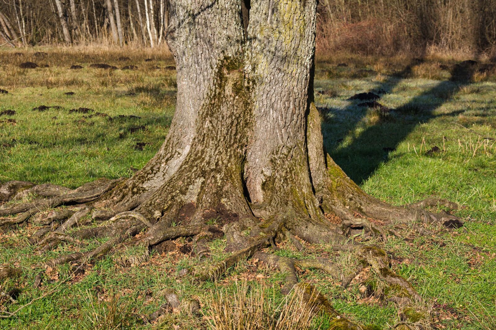 Nikon D7100 sample photo. Trees, root, rooting photography
