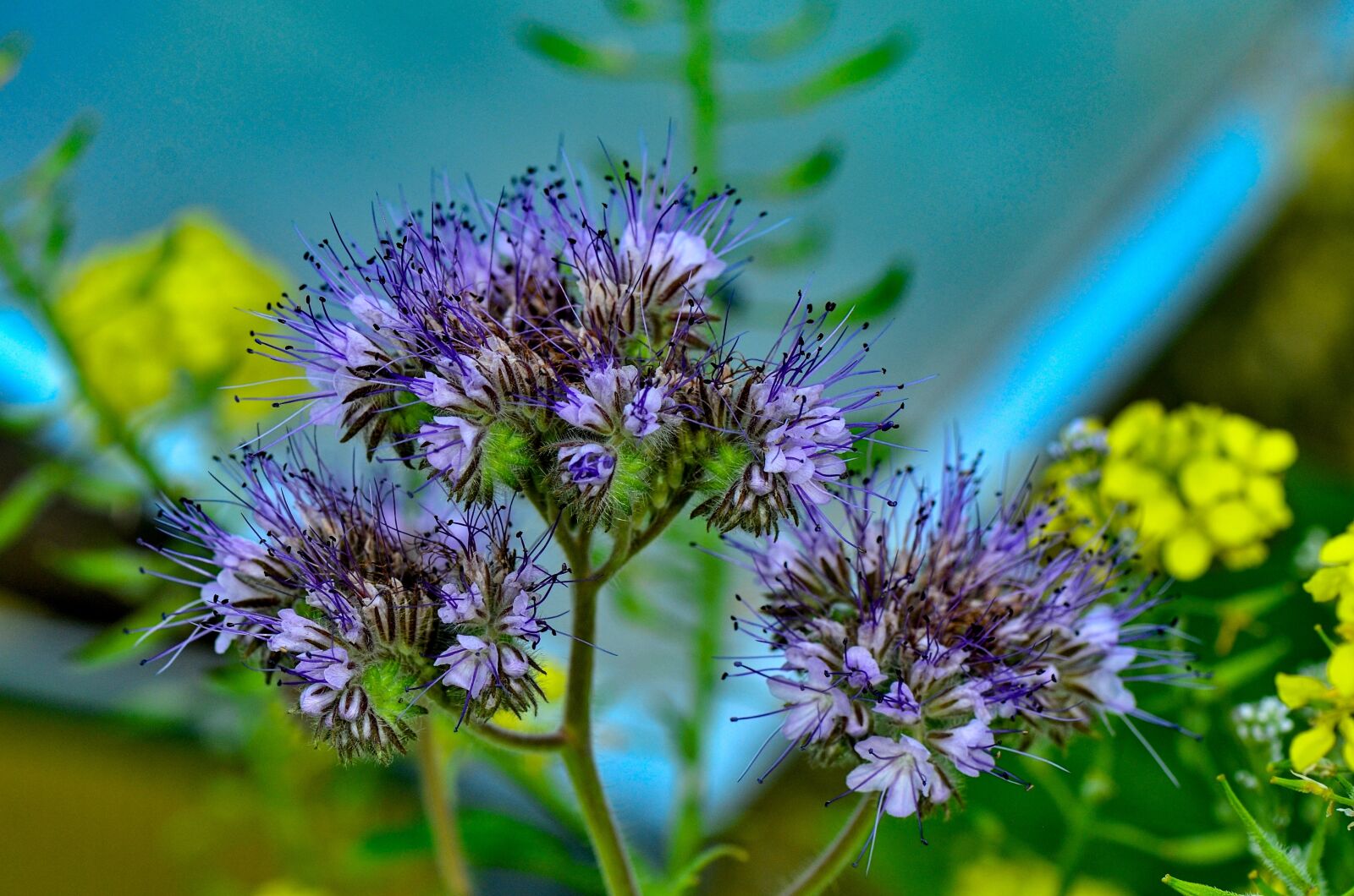 Nikon D7000 sample photo. Bees, plant, bueschelschoen photography