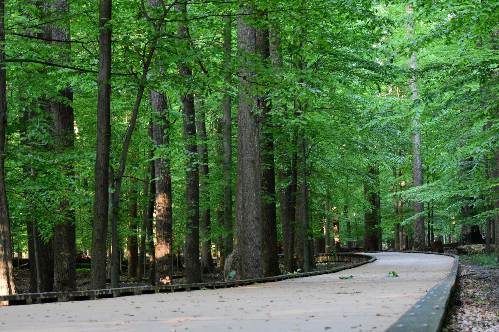 Nikon D3400 sample photo. Green, route, nature photography