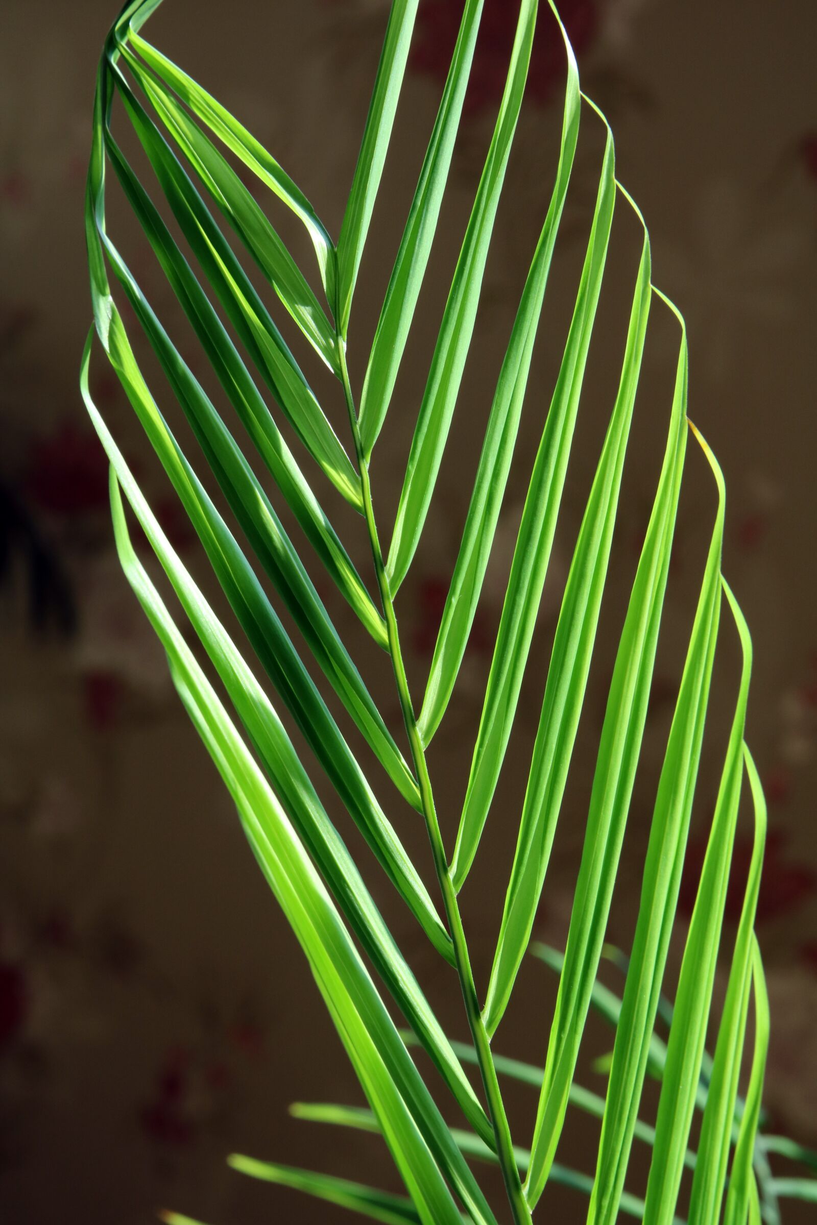 Canon EOS 750D (EOS Rebel T6i / EOS Kiss X8i) sample photo. Leaf, plants, nature photography