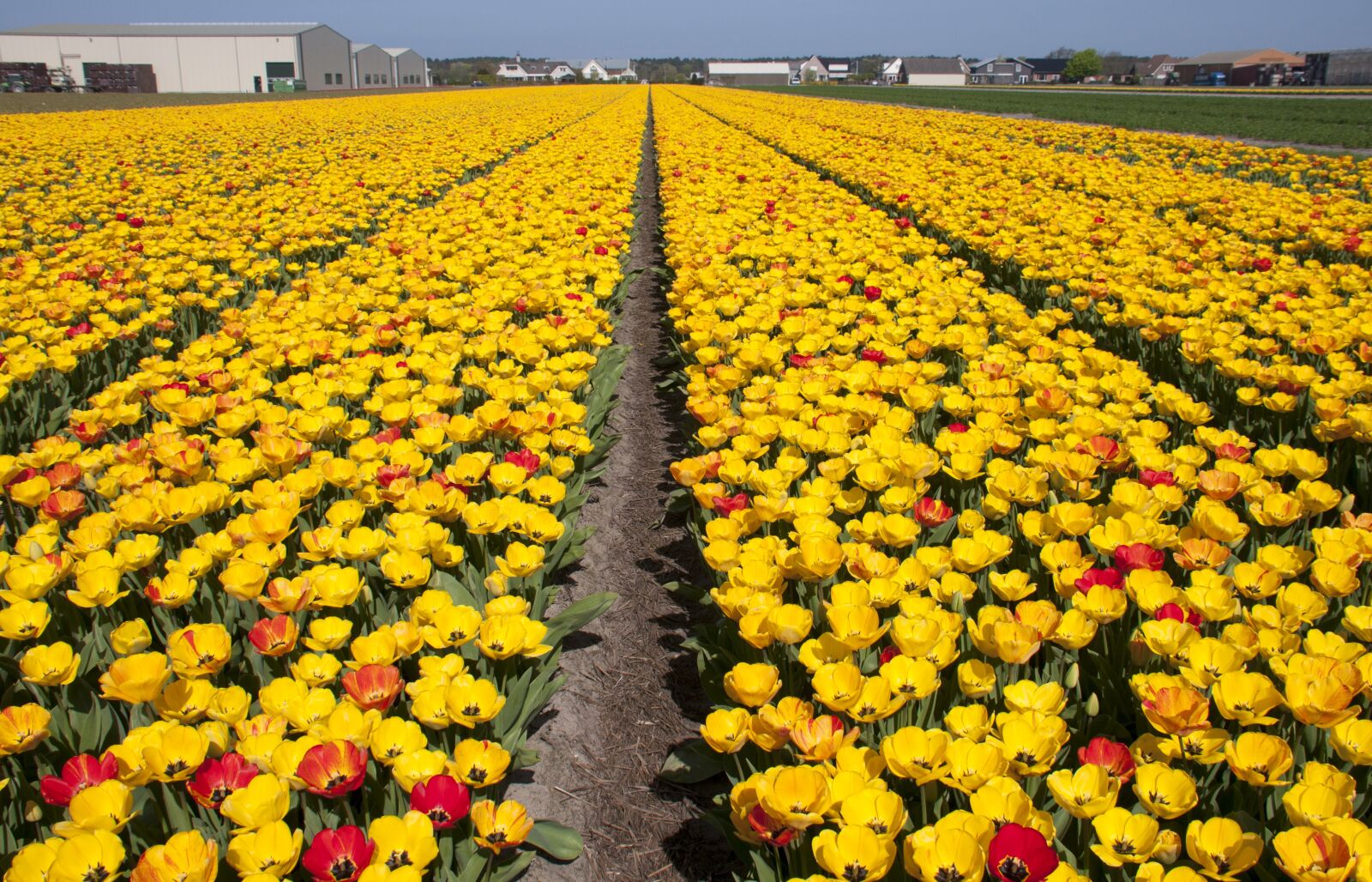 Nikon D300S sample photo. Tulips, spring, april photography