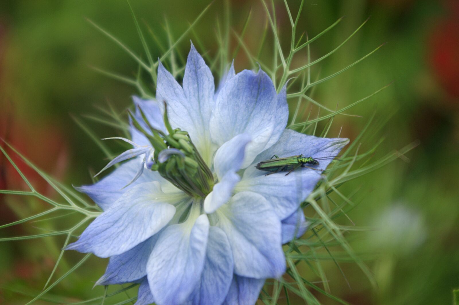 Pentax K-x sample photo. Nature, flower, plant photography