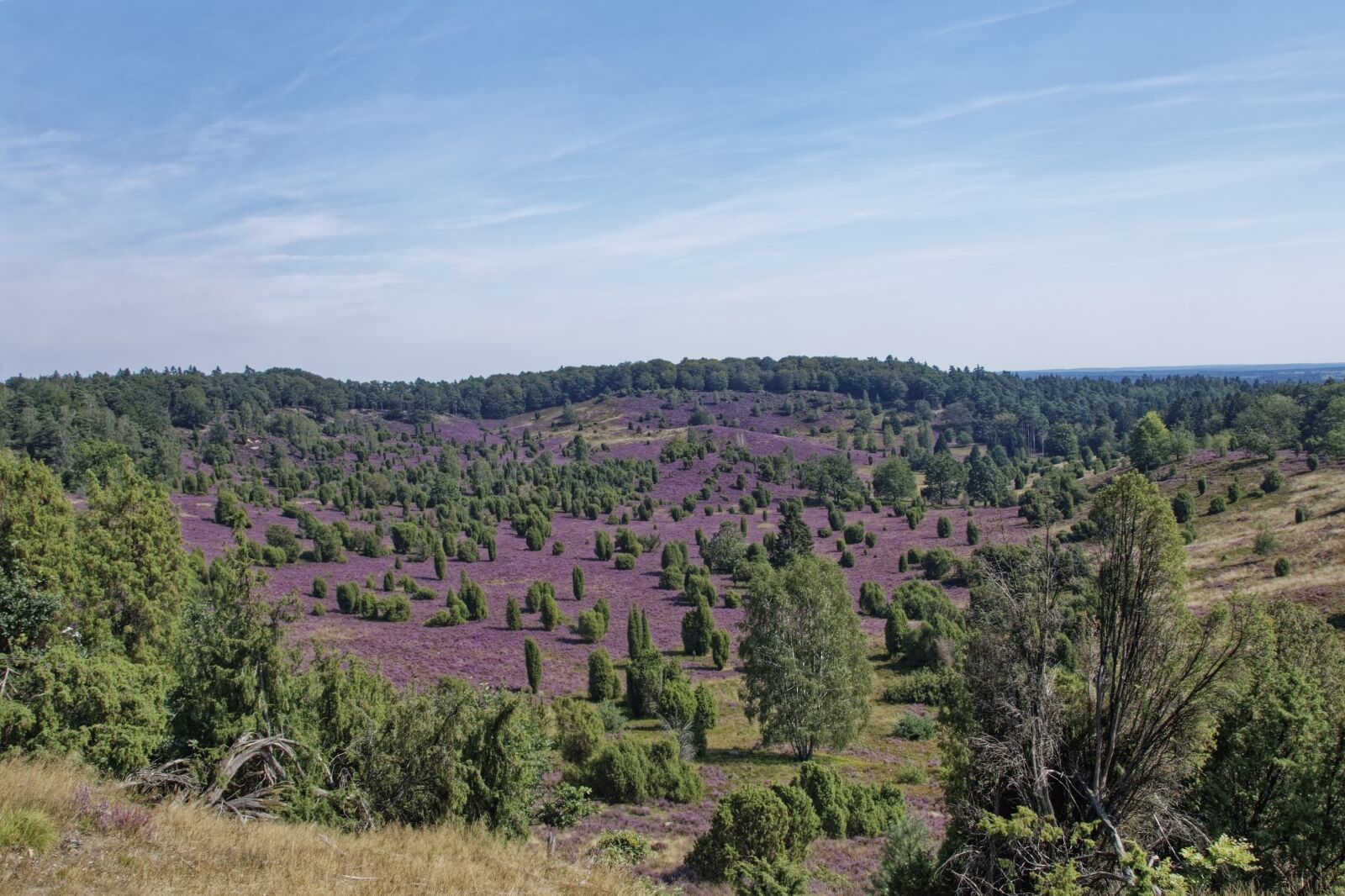 Nikon D500 sample photo. Germany, l neburg heath photography