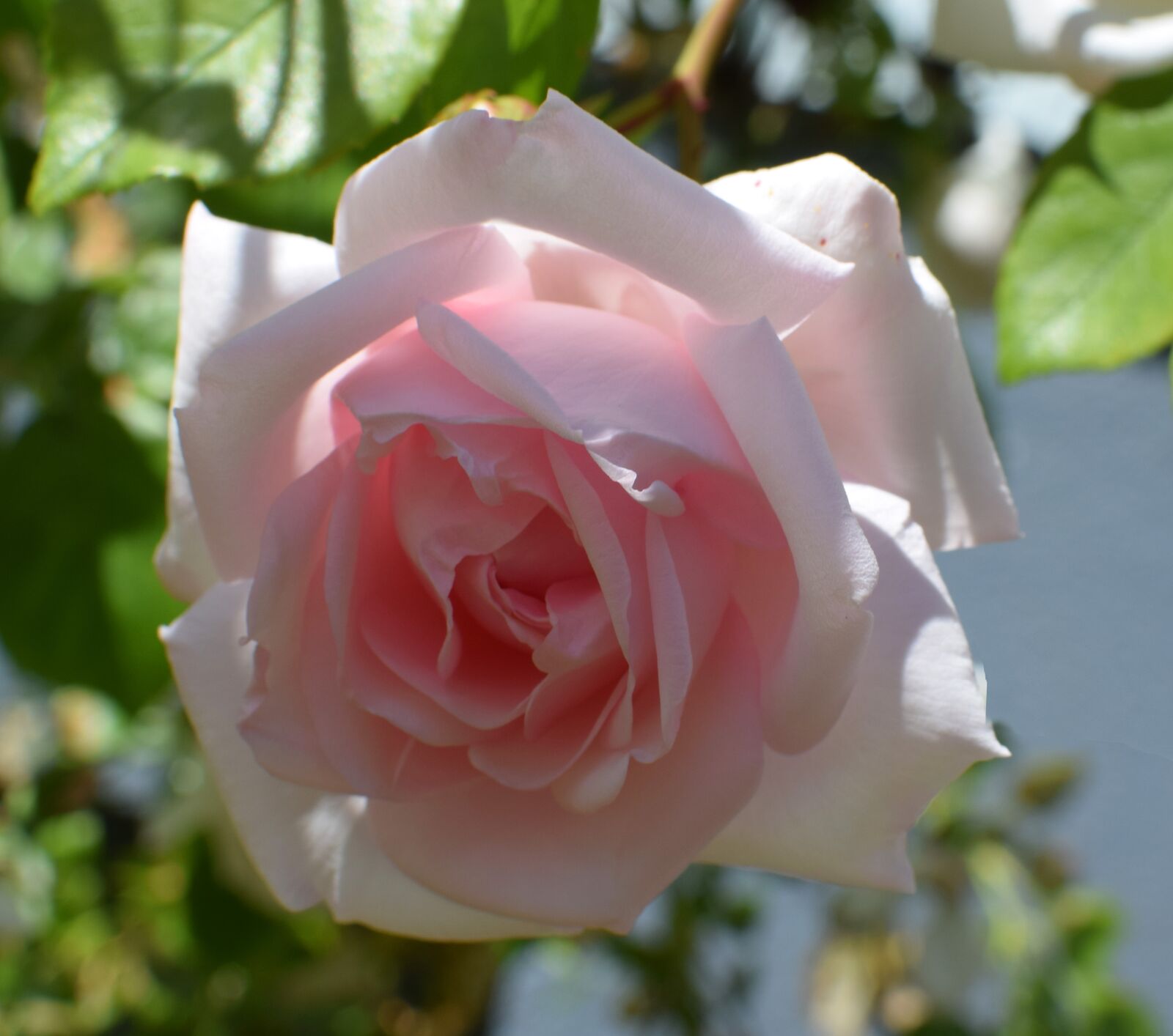 Nikon D5300 sample photo. Flower, ros, pink photography