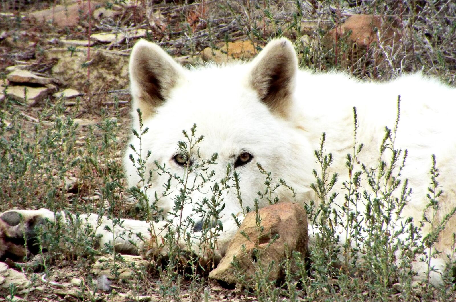 Fujifilm FinePix S8200 sample photo. Wolf, artic wolf, wildlife photography