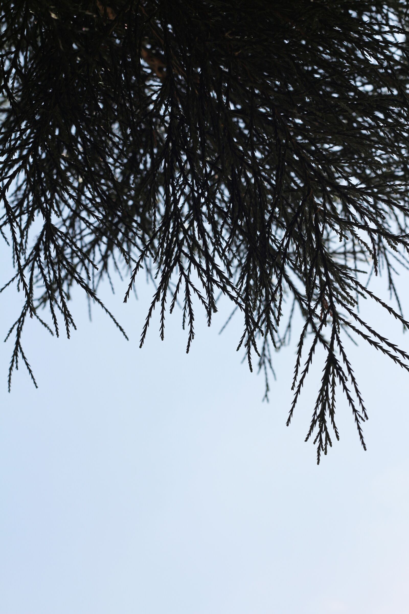 Canon EOS 700D (EOS Rebel T5i / EOS Kiss X7i) + Canon EF 50mm F1.8 II sample photo. Black, fir, twigs photography