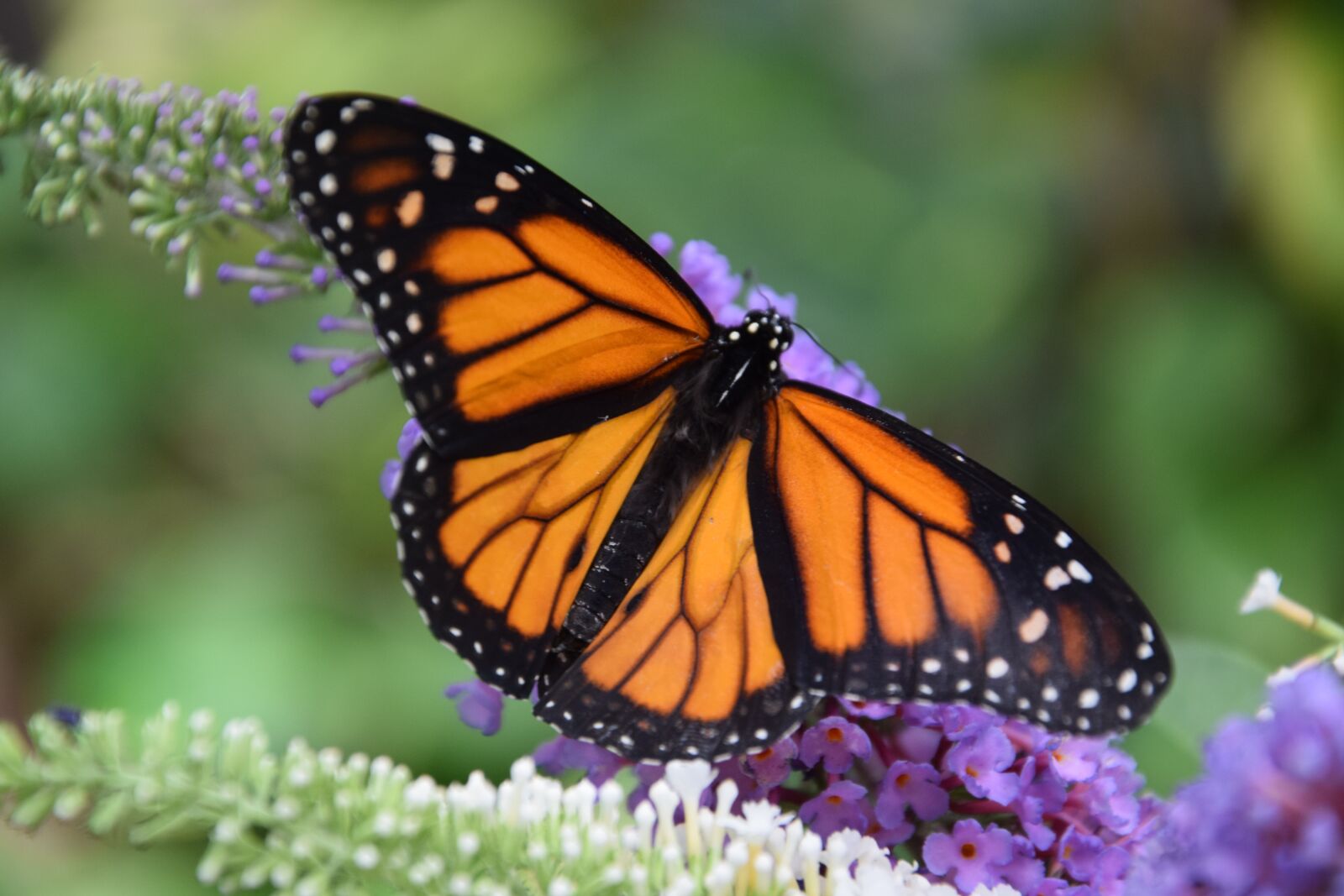 Nikon D3300 sample photo. Butterfly, monarch, black photography
