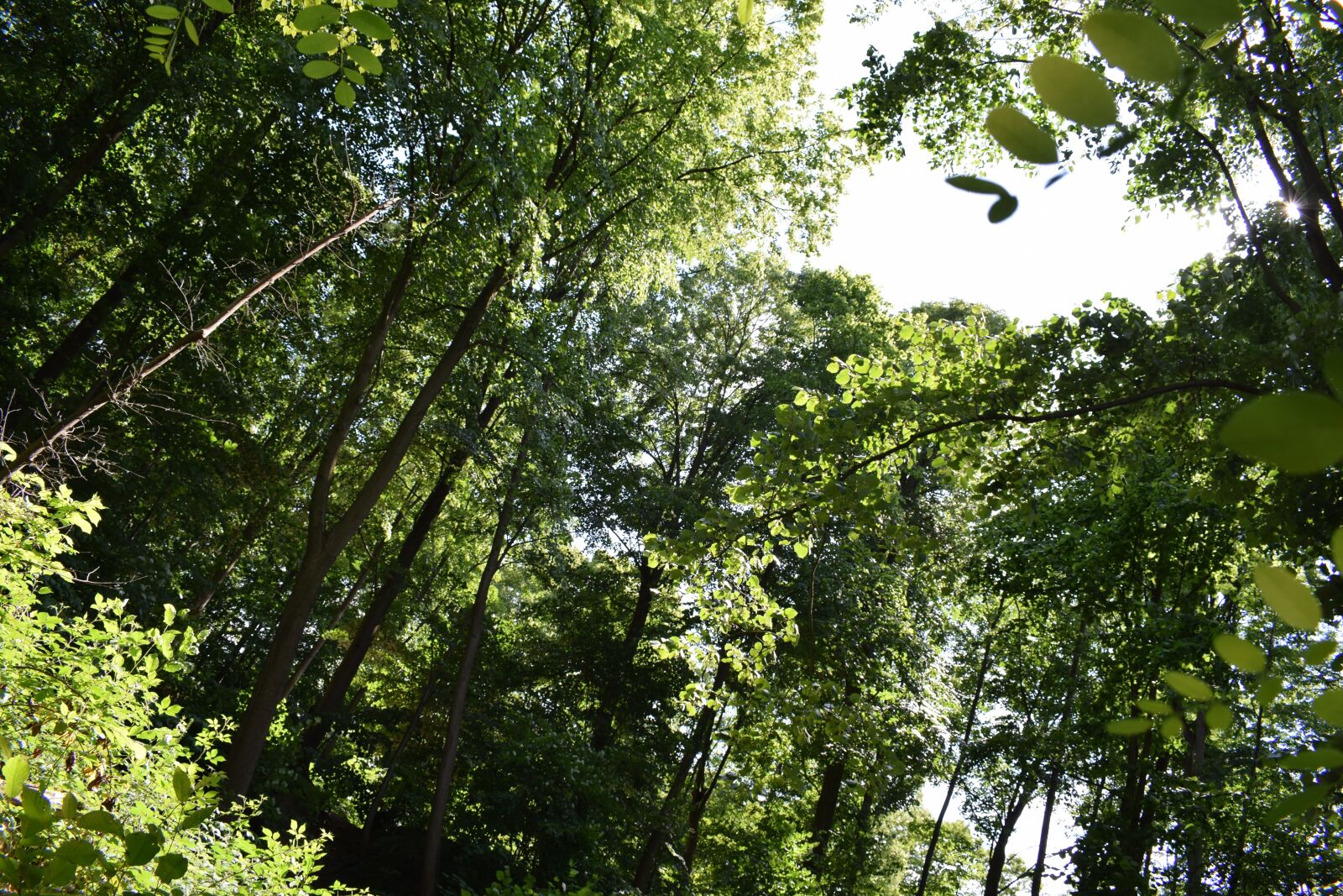 Nikon D5300 sample photo. Forest, tree, nature photography