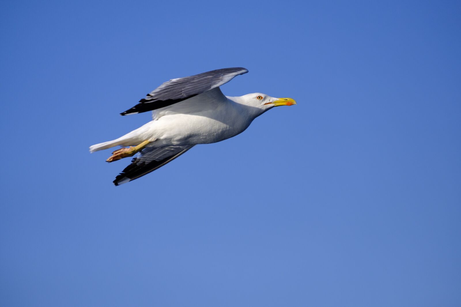 Fujifilm X-T2 + Fujifilm XF 55-200mm F3.5-4.8 R LM OIS sample photo. Seagull, bird, water bird photography