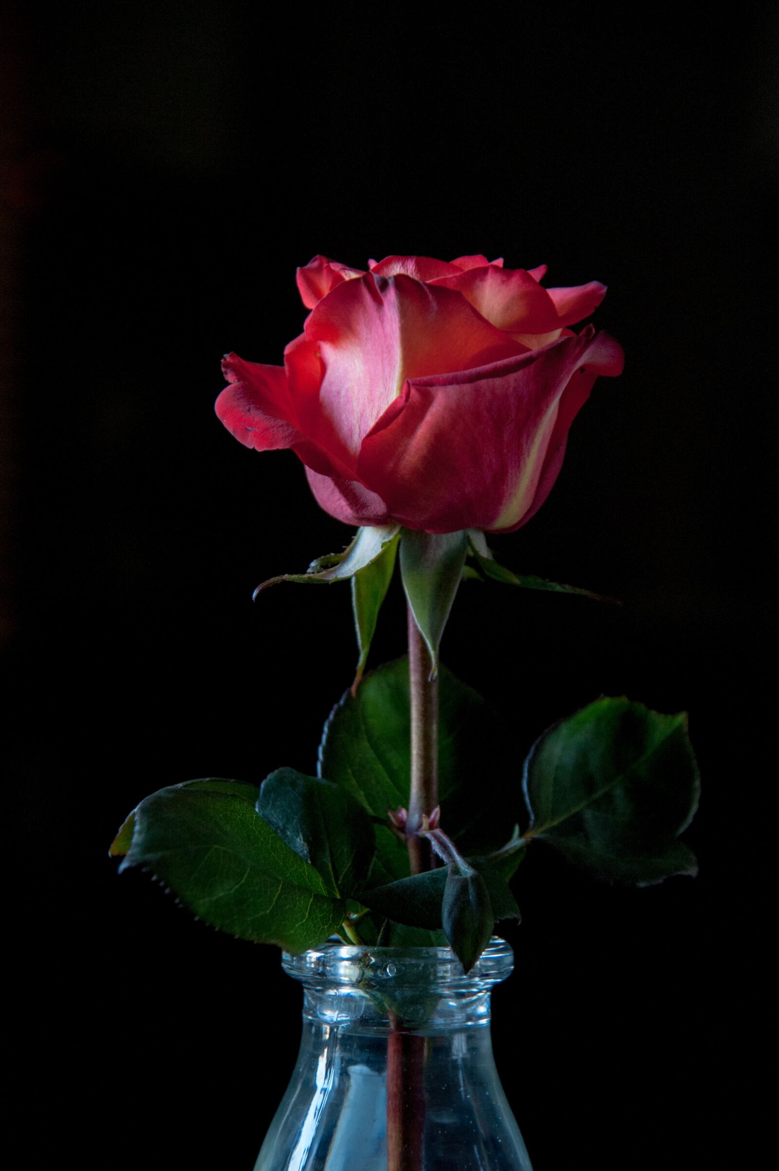 Nikon D700 sample photo. Rose, black background, petals photography
