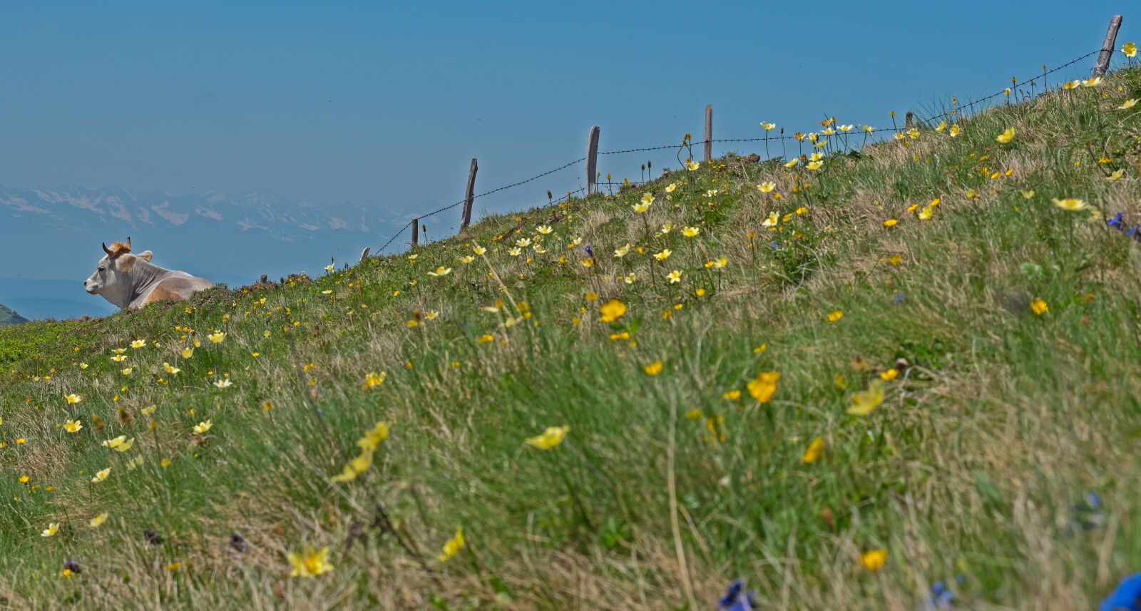 Panasonic Lumix DC-G9 sample photo. Cow, alpine pasture, fence photography