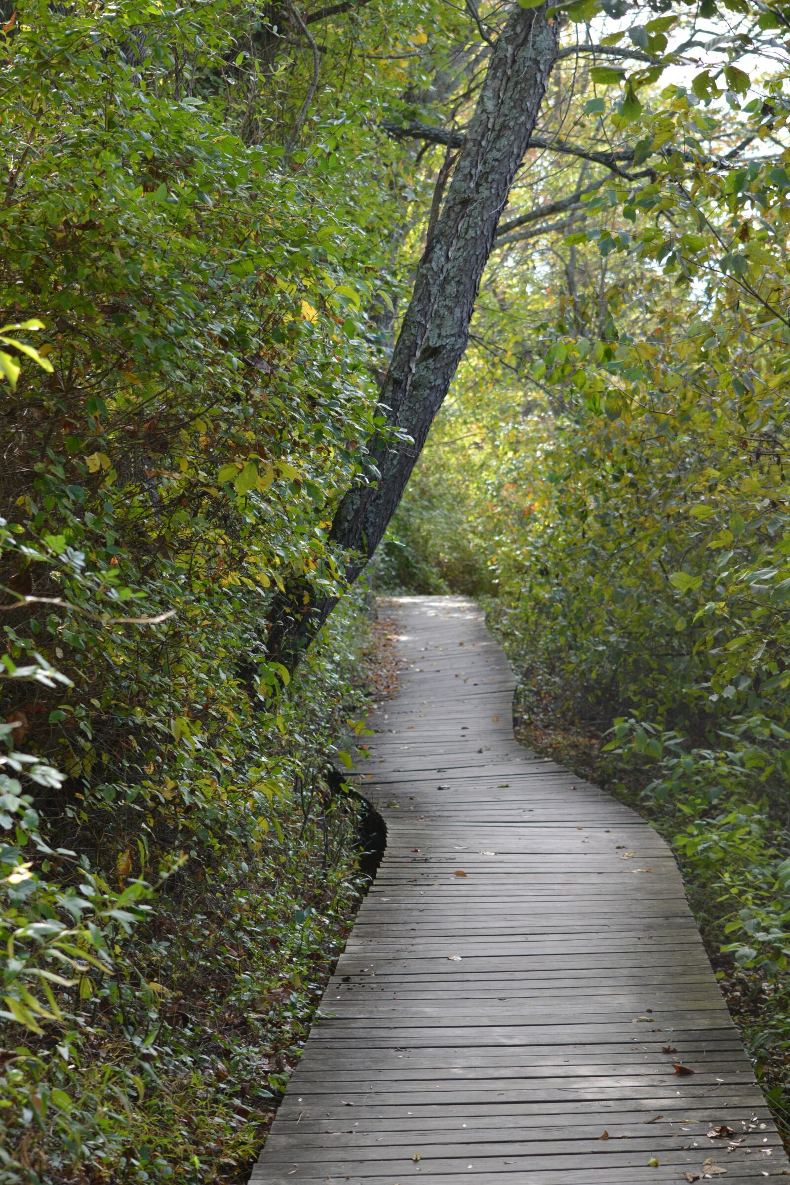 Nikon D5200 sample photo. Nature, trail, landscape photography