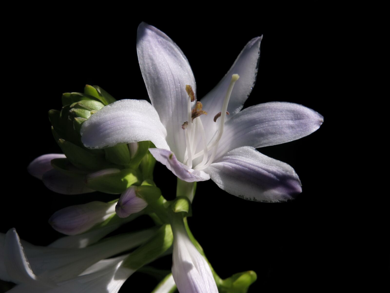 Canon PowerShot G15 sample photo. Plantain lily, hosta, white photography