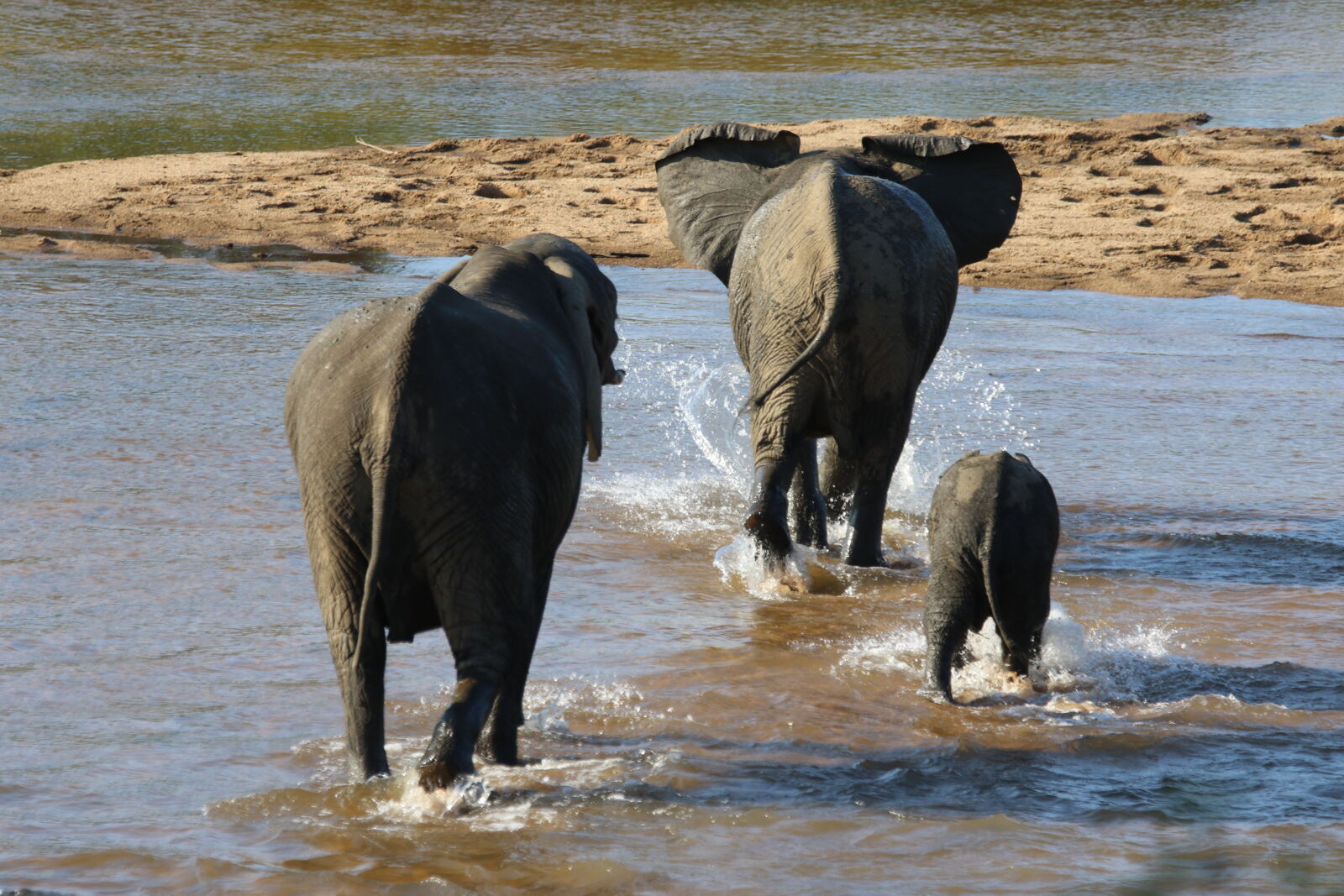 Canon EOS 7D Mark II sample photo. Africa, baby, baby, elephant photography