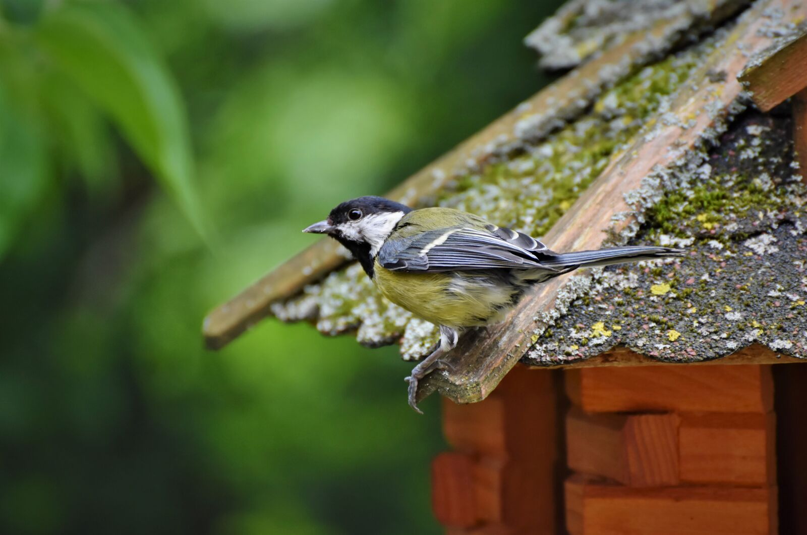 Nikon D7200 sample photo. Tit, songbird, bird photography