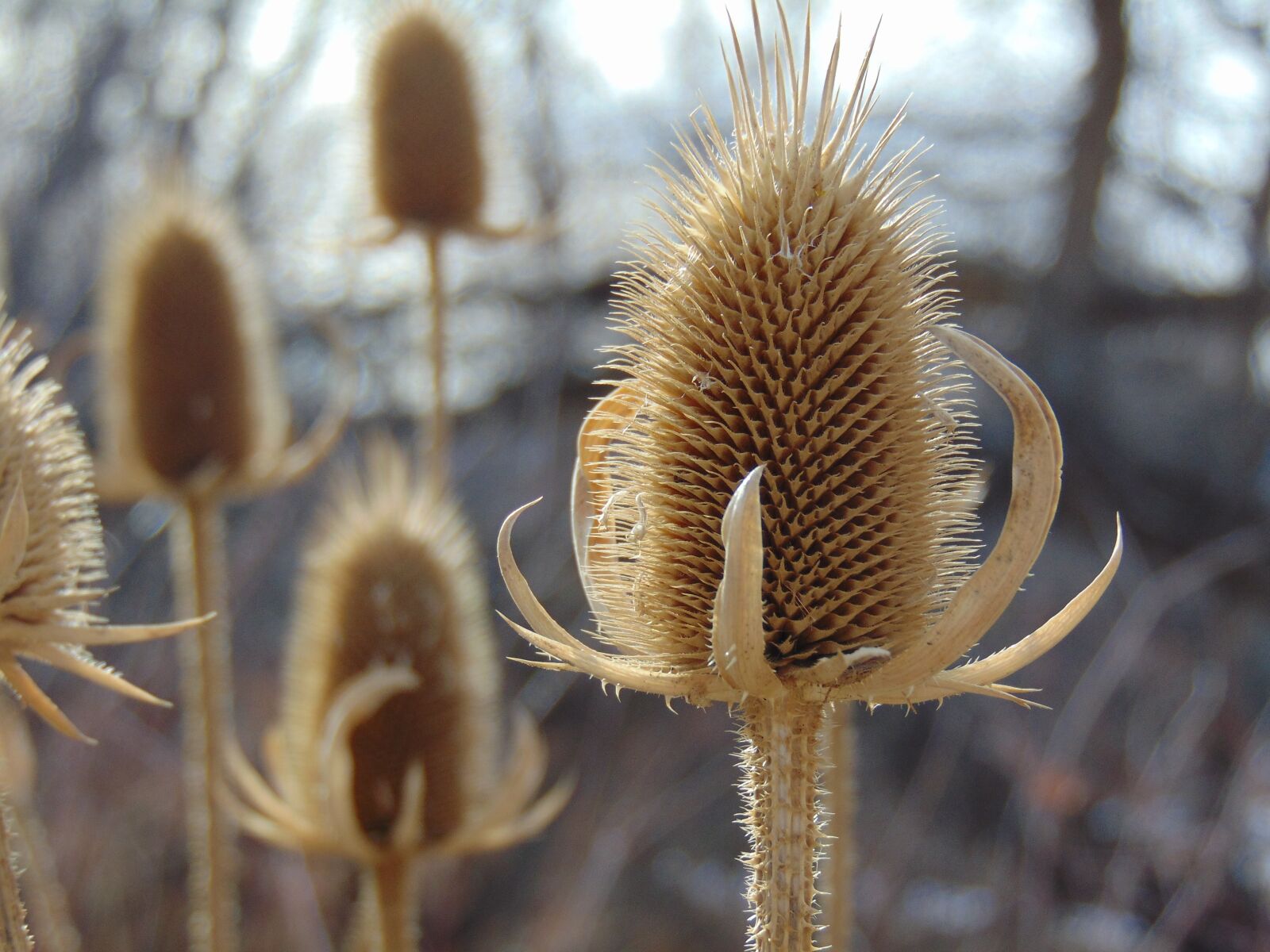 Sony Cyber-shot DSC-H300 sample photo. Earth, winter, nature photography