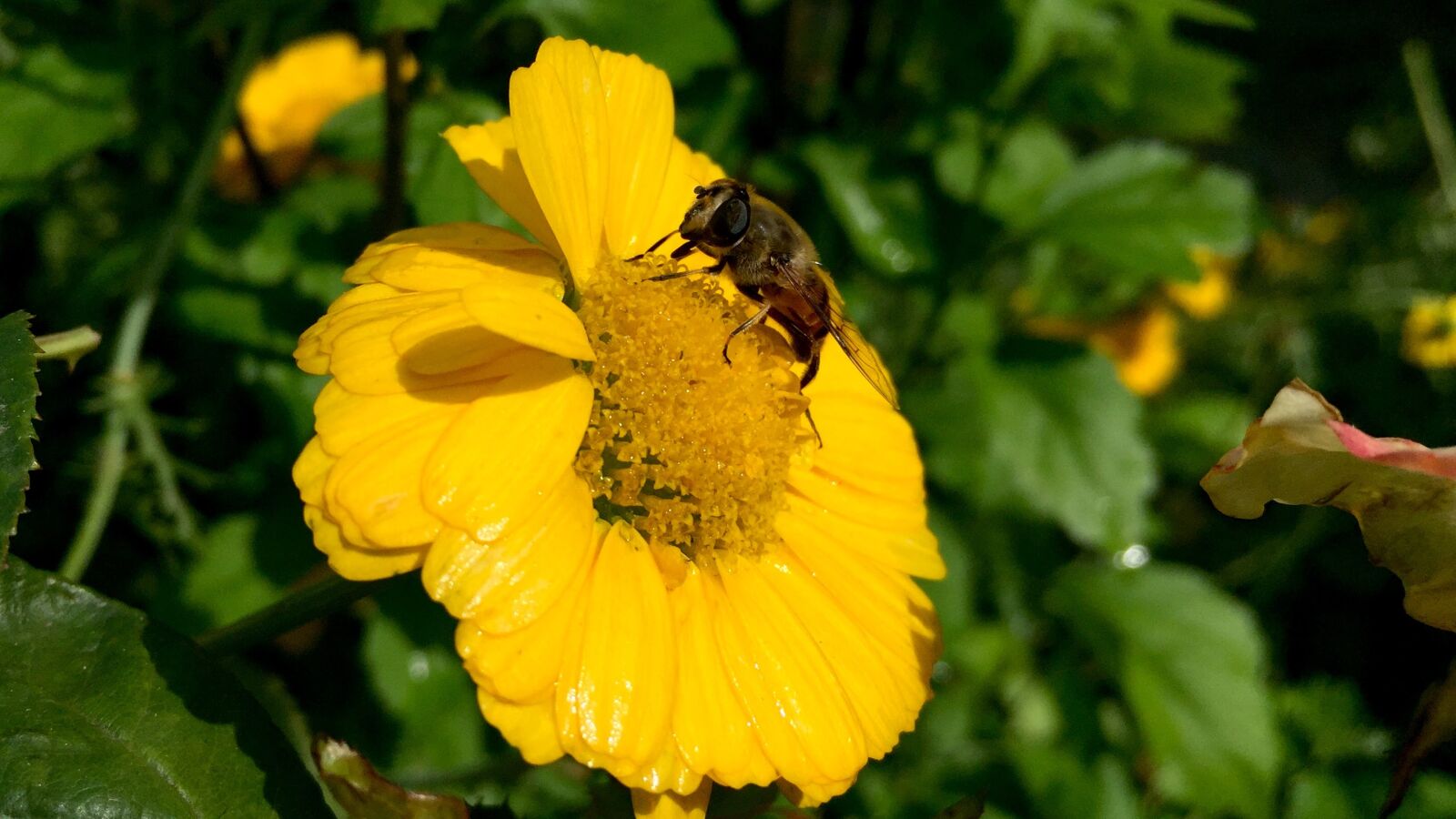 iPhone 6 Plus back camera 4.15mm f/2.2 sample photo. Bee, flower, iphone, 6, plus photography