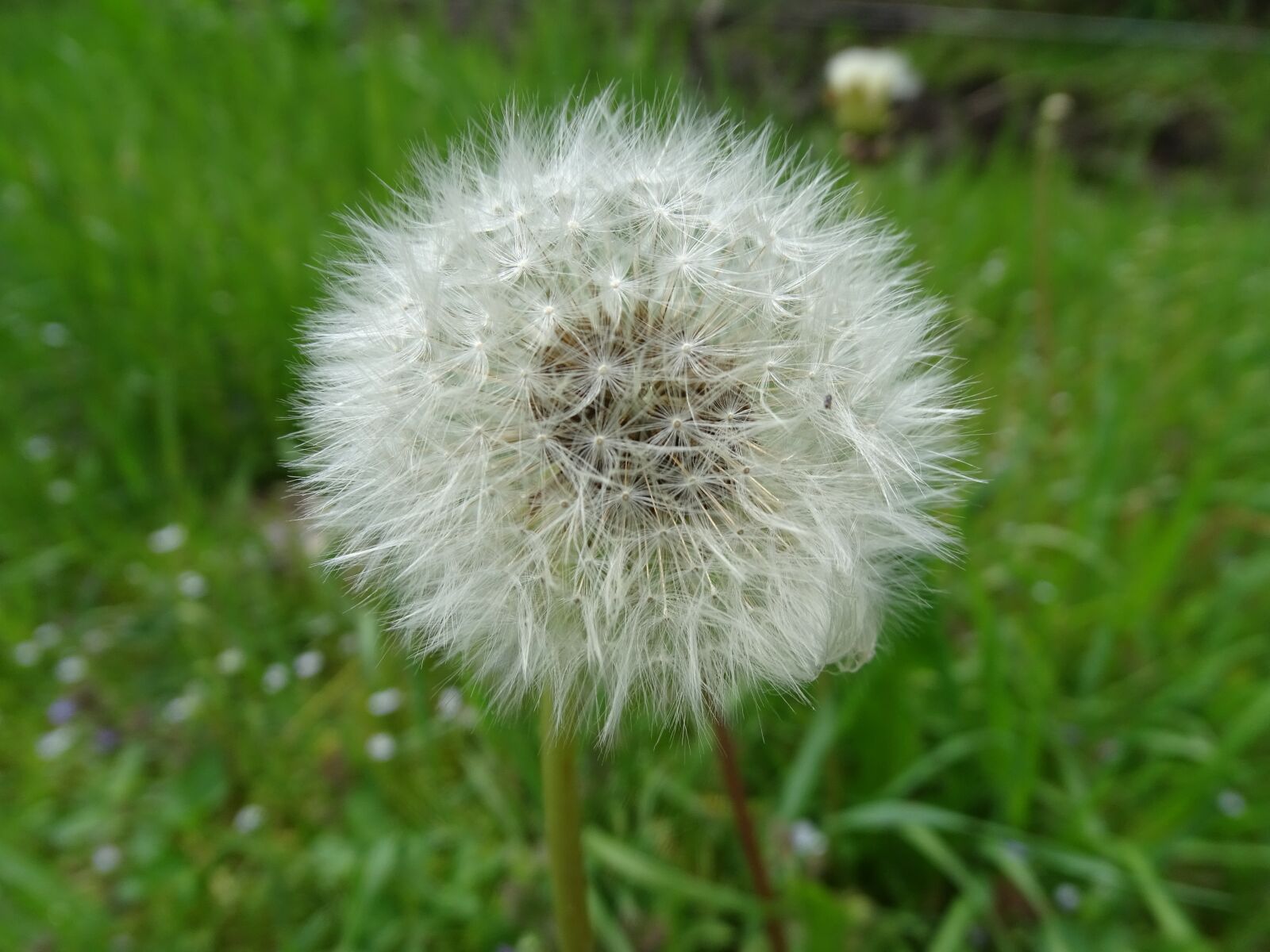 Sony Cyber-shot DSC-HX400V sample photo. Dandelion, common dandelion, pointed photography