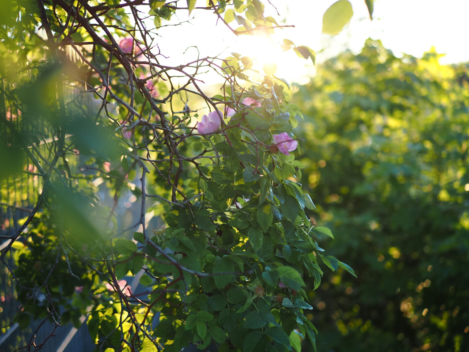 Olympus OM-D E-M1X sample photo