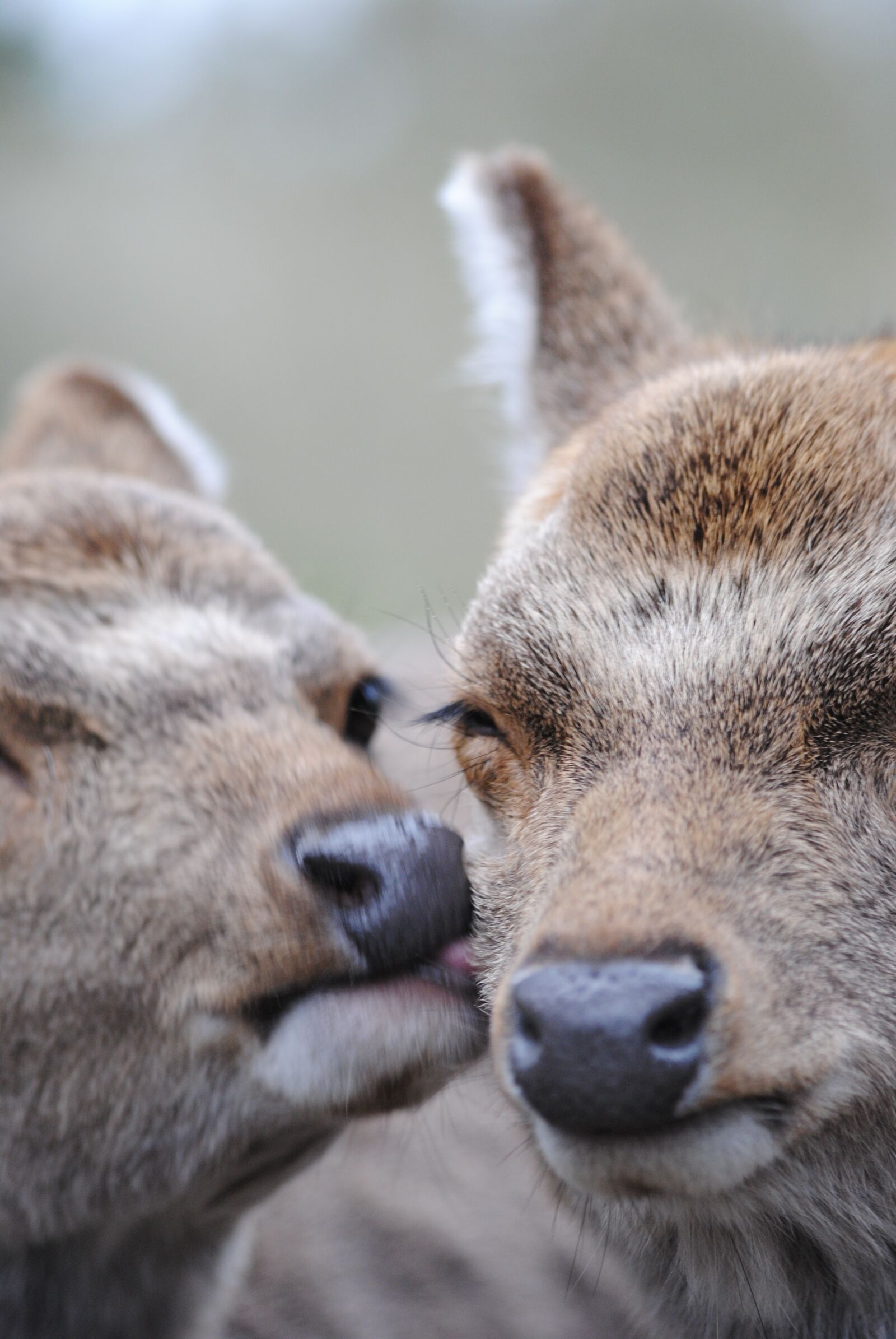 Nikon D3000 sample photo. Deer, affection, tlc photography