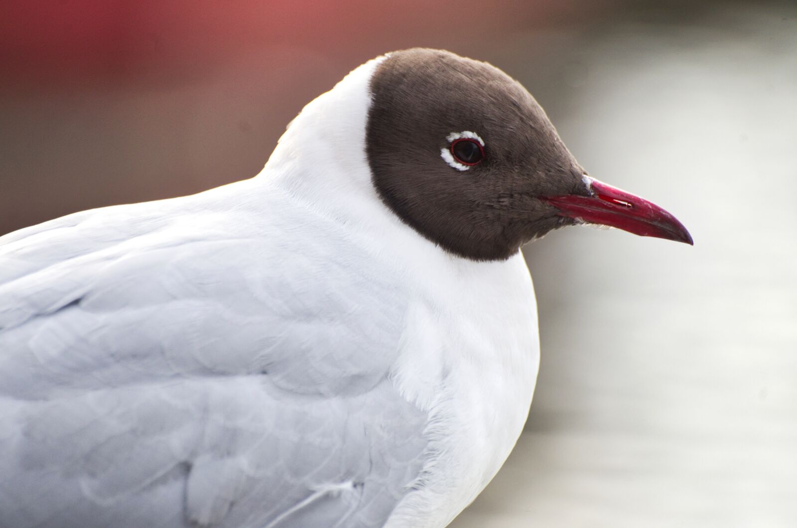 Pentax K-30 sample photo. Black headed gull, seagull photography
