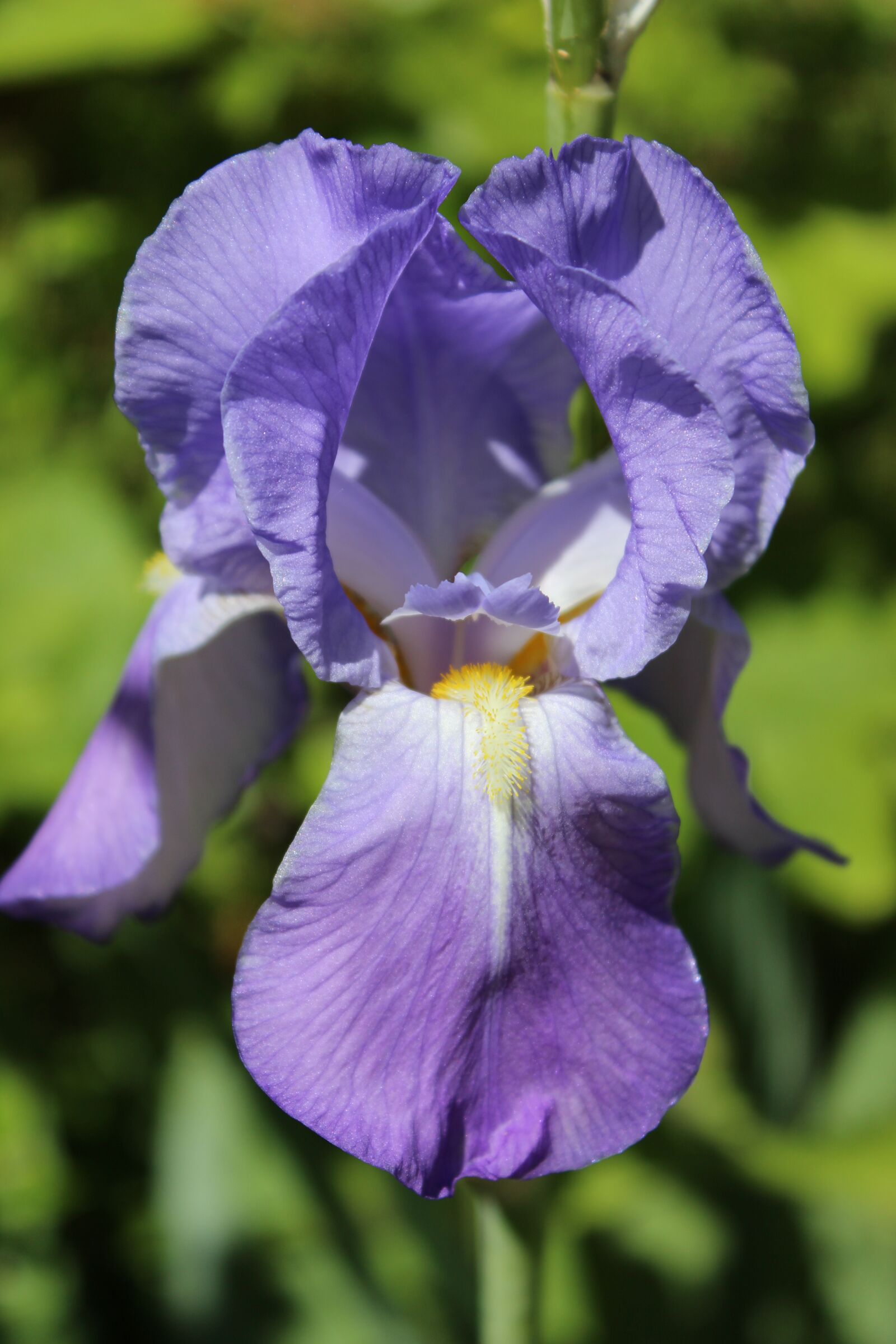 Canon EOS 600D (Rebel EOS T3i / EOS Kiss X5) sample photo. Blossom, bloom, iris photography