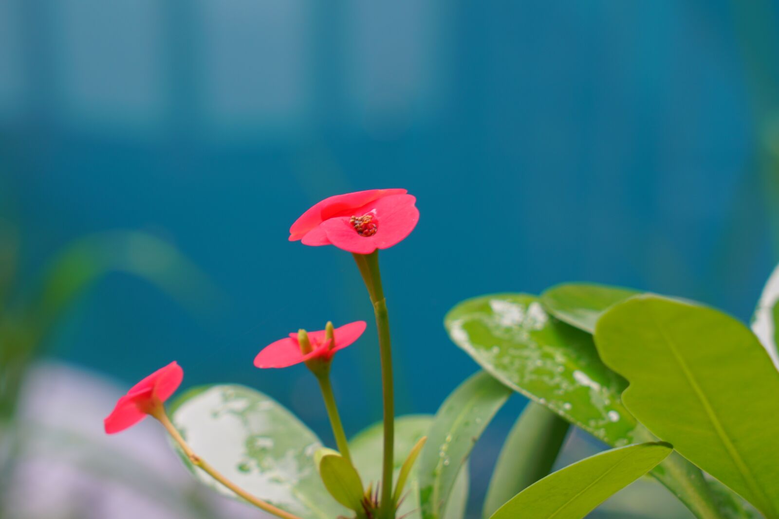 Sony a7R II + Sony Vario Tessar T* FE 24-70mm F4 ZA OSS sample photo. Rose, plant, leaves photography