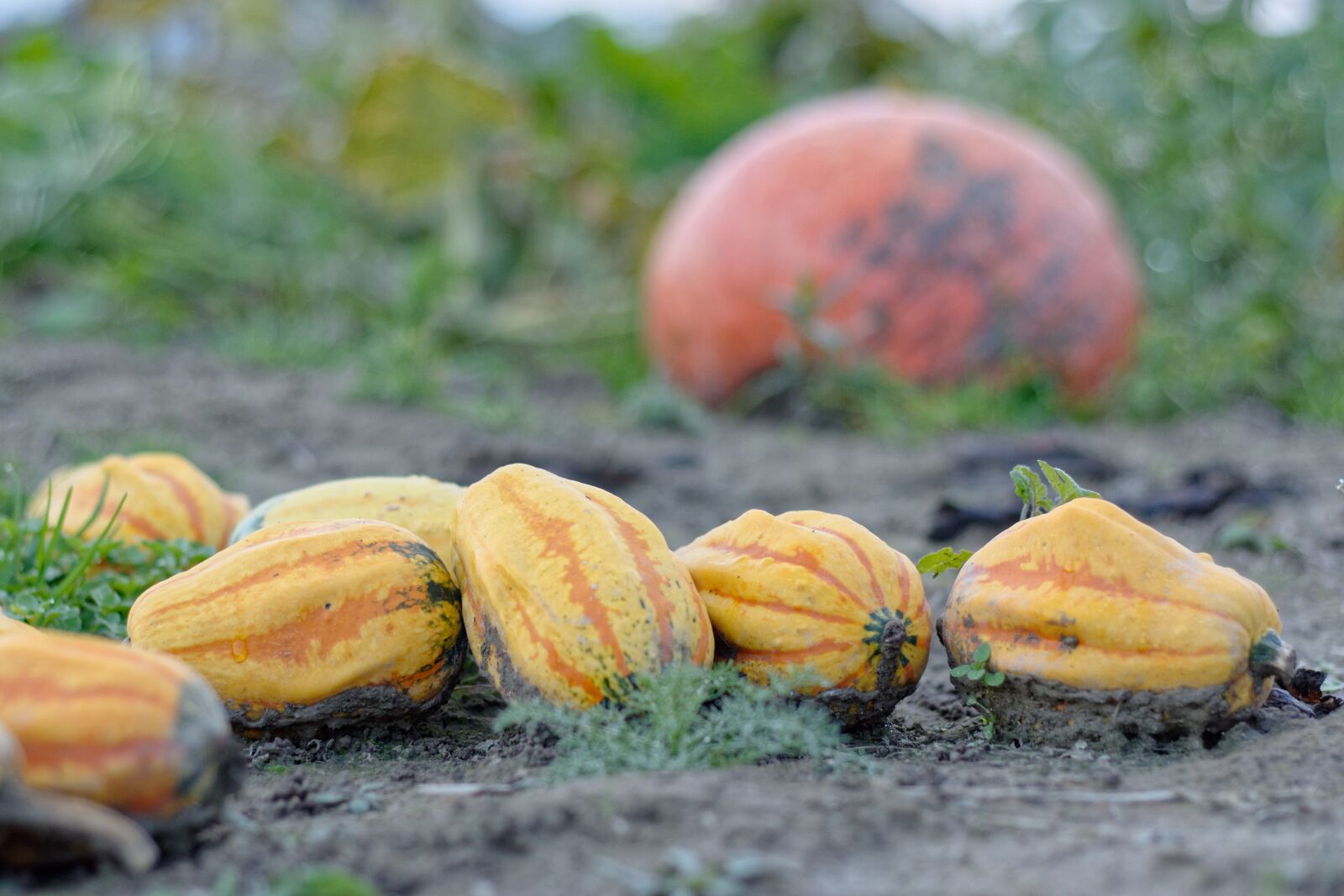 Nikon D5200 sample photo. Pumpkins, pumpkin, ornamental pumpkins photography