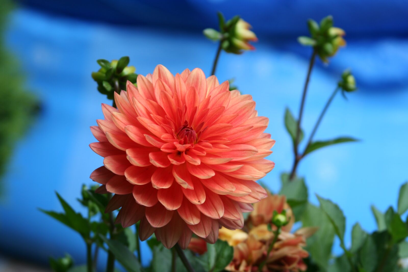 Canon EOS 350D (EOS Digital Rebel XT / EOS Kiss Digital N) sample photo. Summer, flower, flowers photography