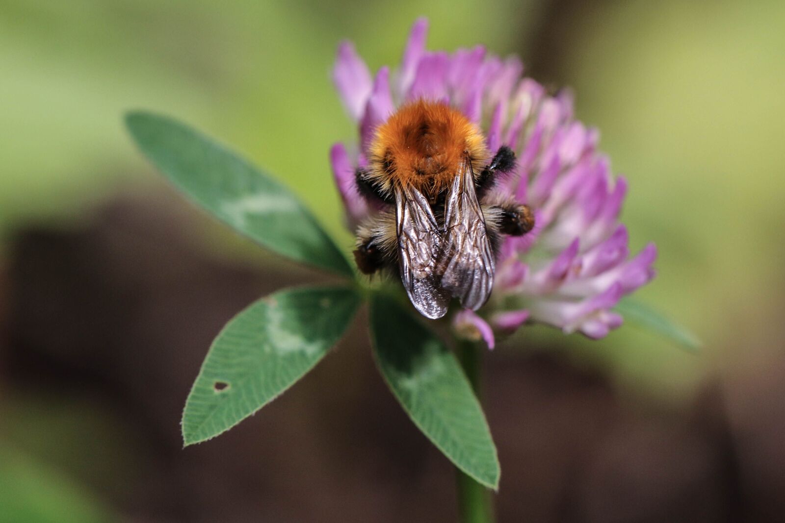 Canon EOS 7D Mark II sample photo. Bumblebee, flower, insect photography