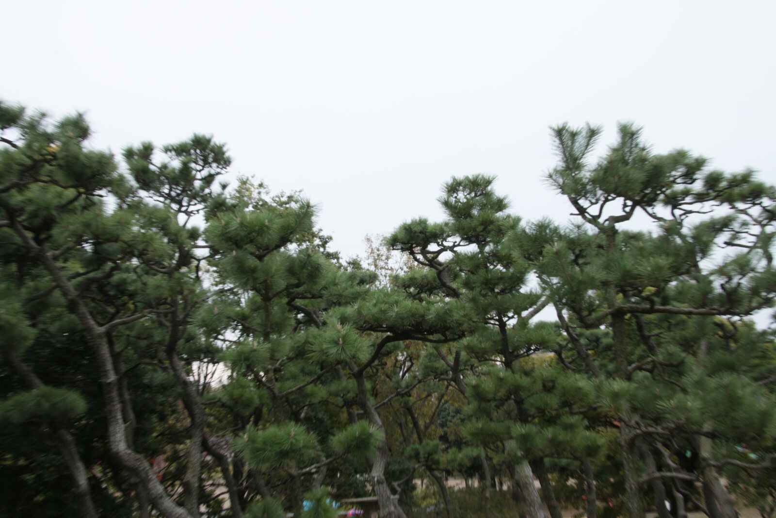 Canon EOS 70D + Tamron 18-270mm F3.5-6.3 Di II VC PZD sample photo. Trees, wind photography