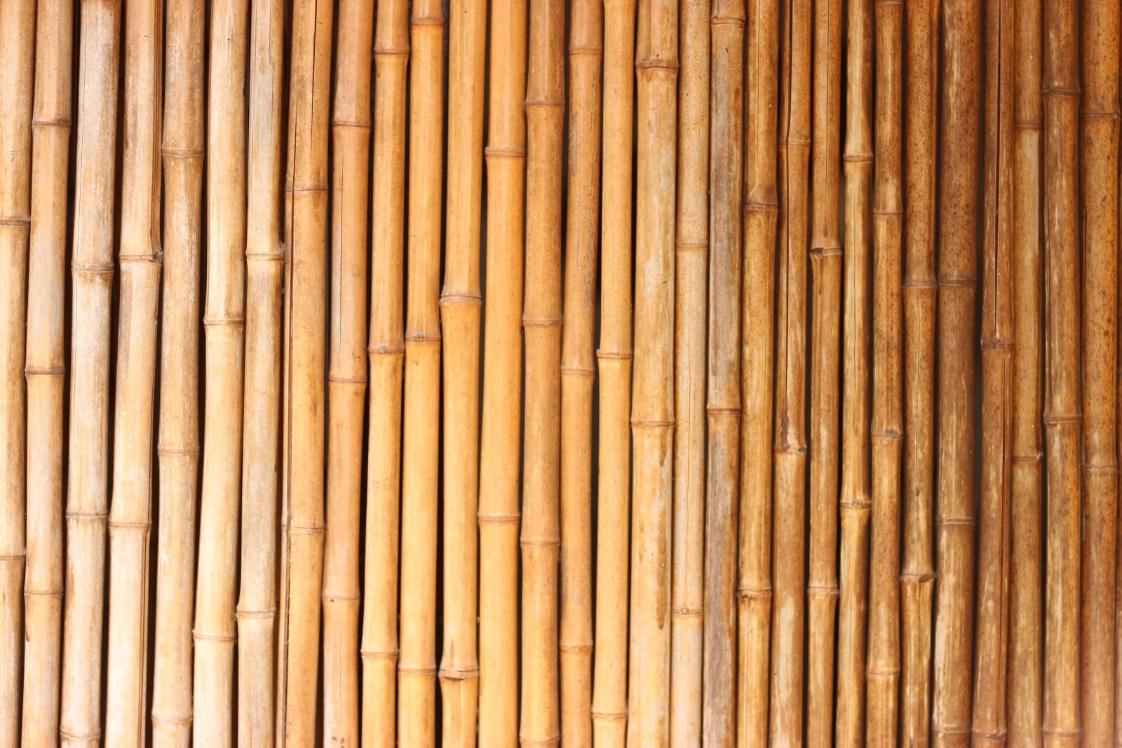 Canon EOS 600D (Rebel EOS T3i / EOS Kiss X5) + Canon EF 50mm F1.8 II sample photo. Bamboo, texture, red photography