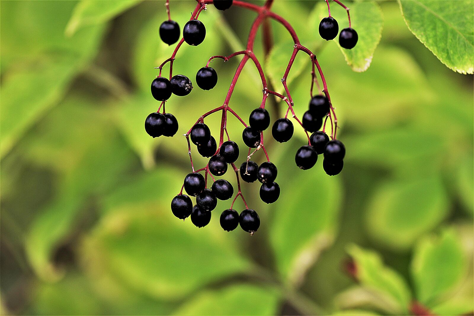 Nikon D610 sample photo. Elder, berries, black elderberry photography