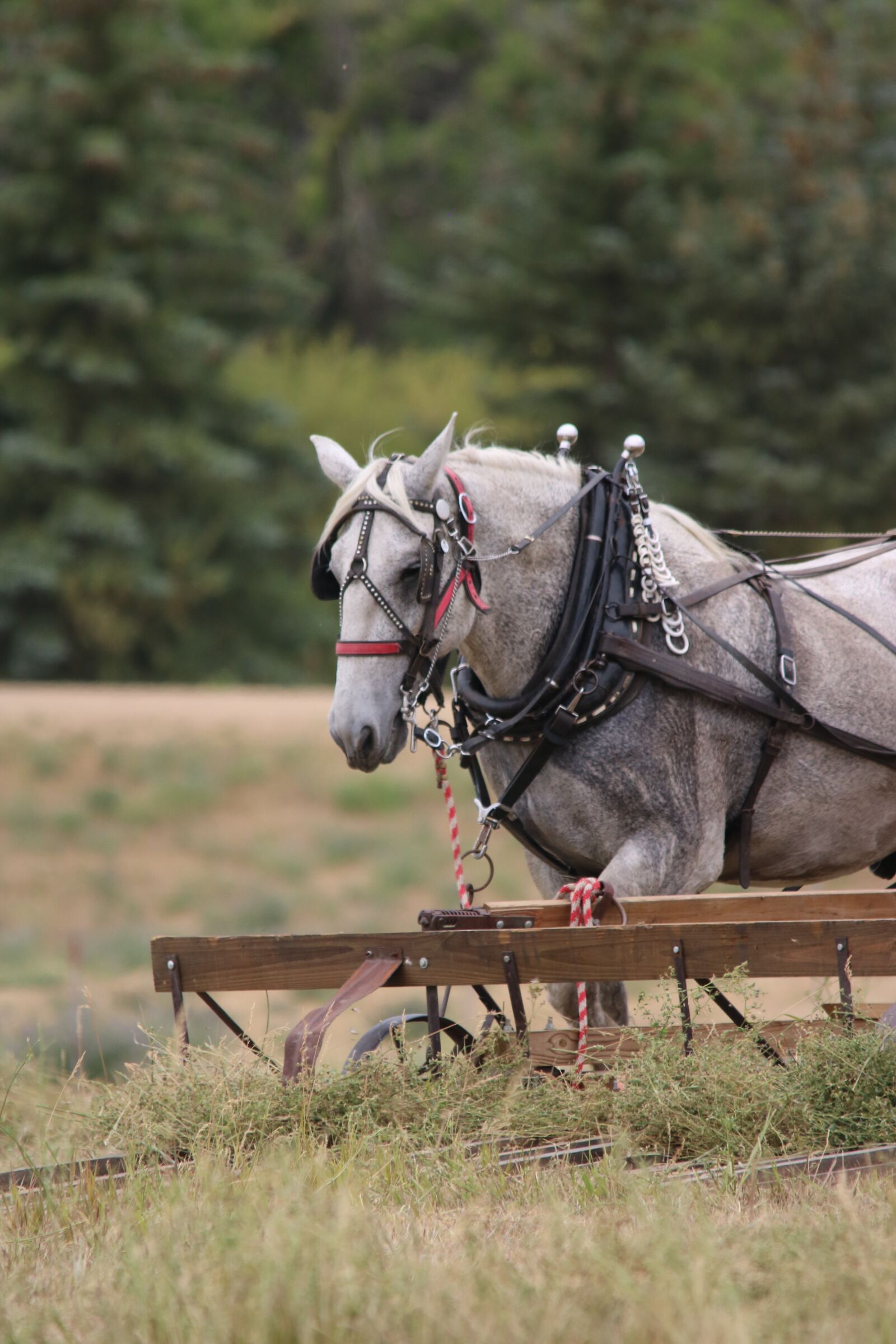Canon EOS 750D (EOS Rebel T6i / EOS Kiss X8i) sample photo. Horses, cowboy, farmer photography