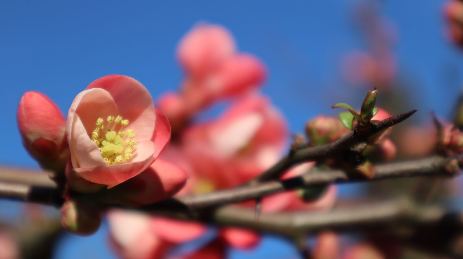Canon EOS M50 (EOS Kiss M) sample photo. Flower, spring, nature photography