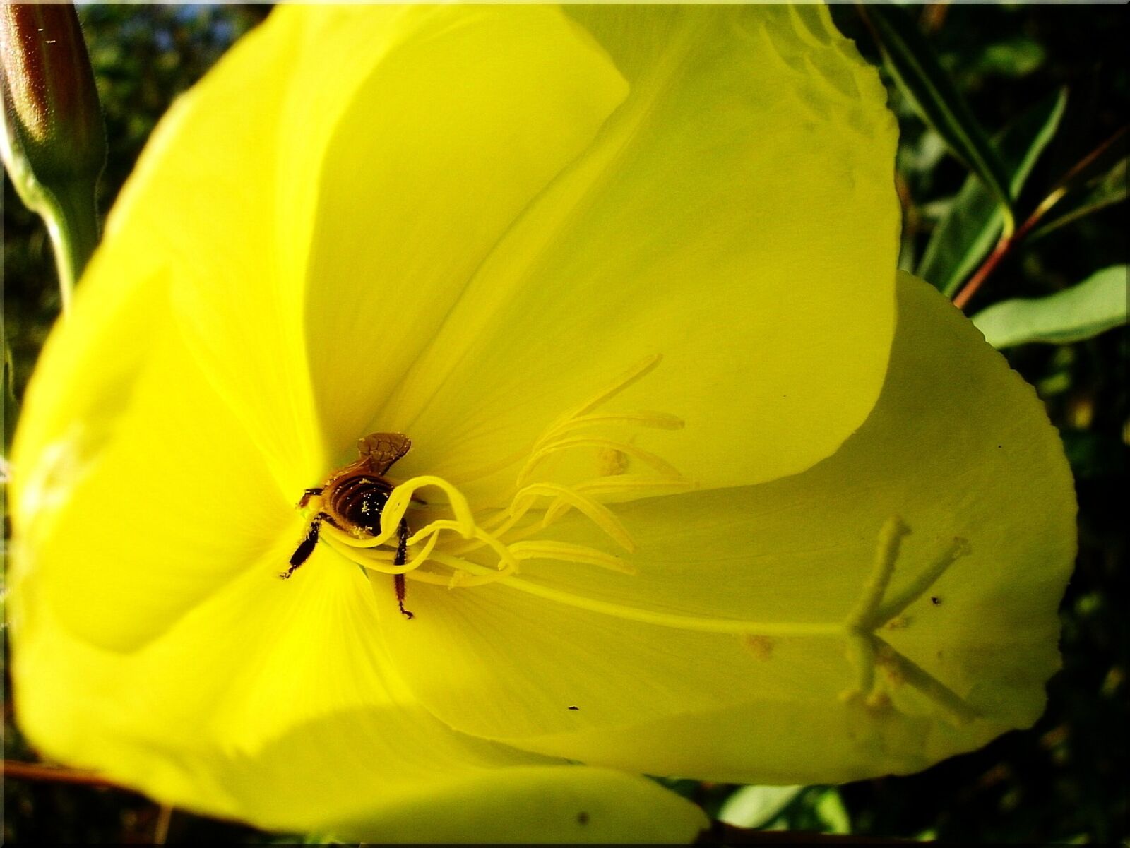 Sony DSC-P200 sample photo. Honey bee, flower, yellow photography